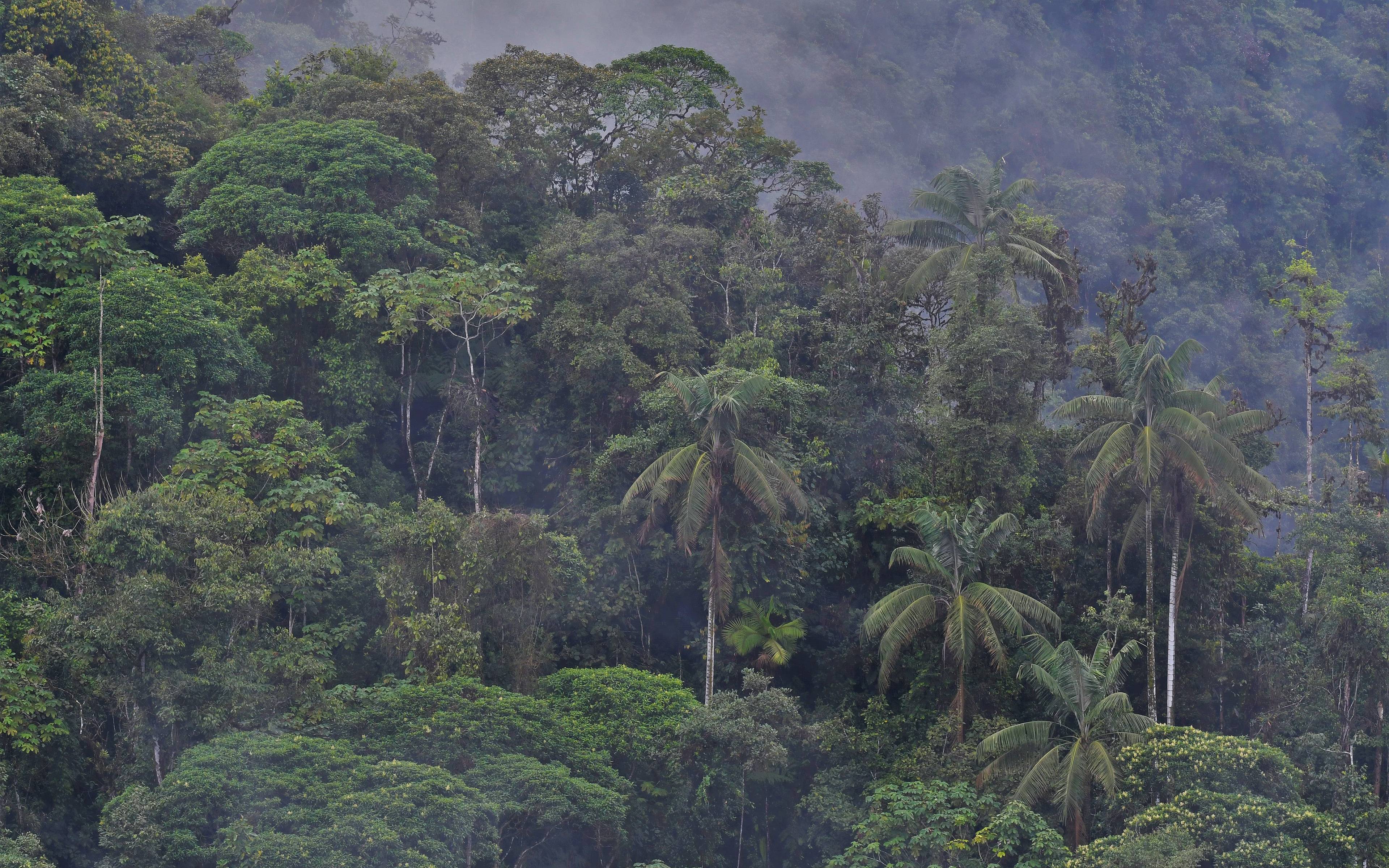 Santa Lucia et la forêt tropicale