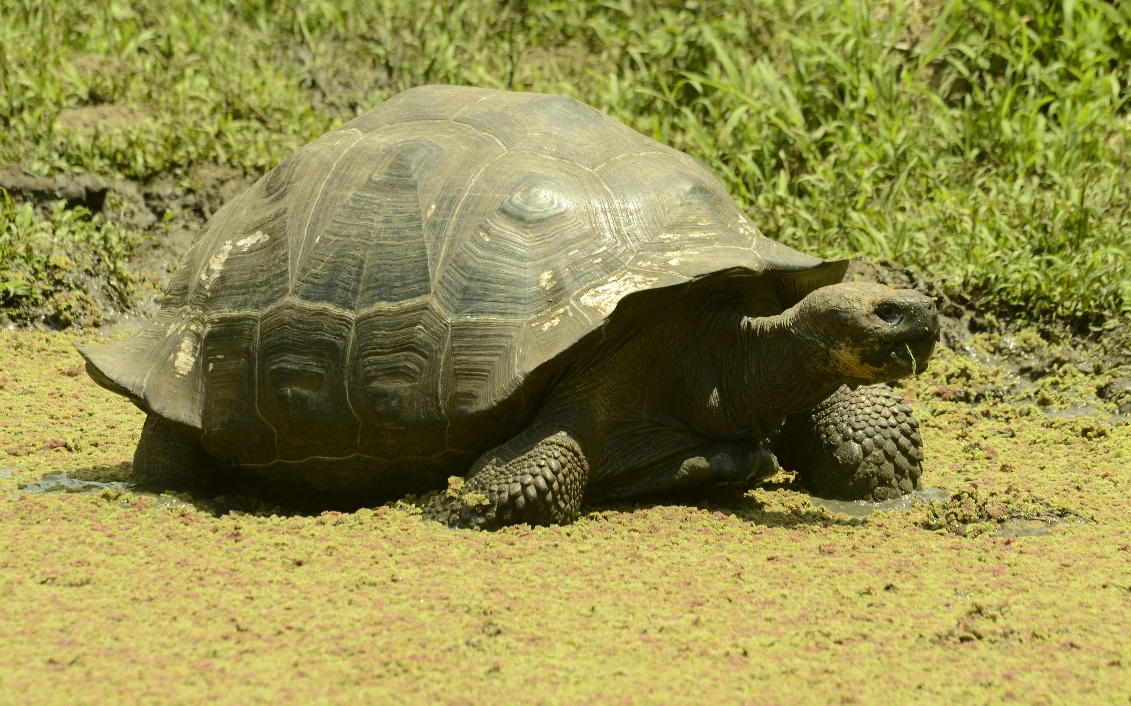 Envol pour les Galapagos: tortues géantes dans leur environnement naturel