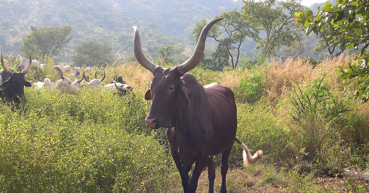 Cameroun Voyage Mont Cameroun Et Circuits Sur Mesure Evaneos