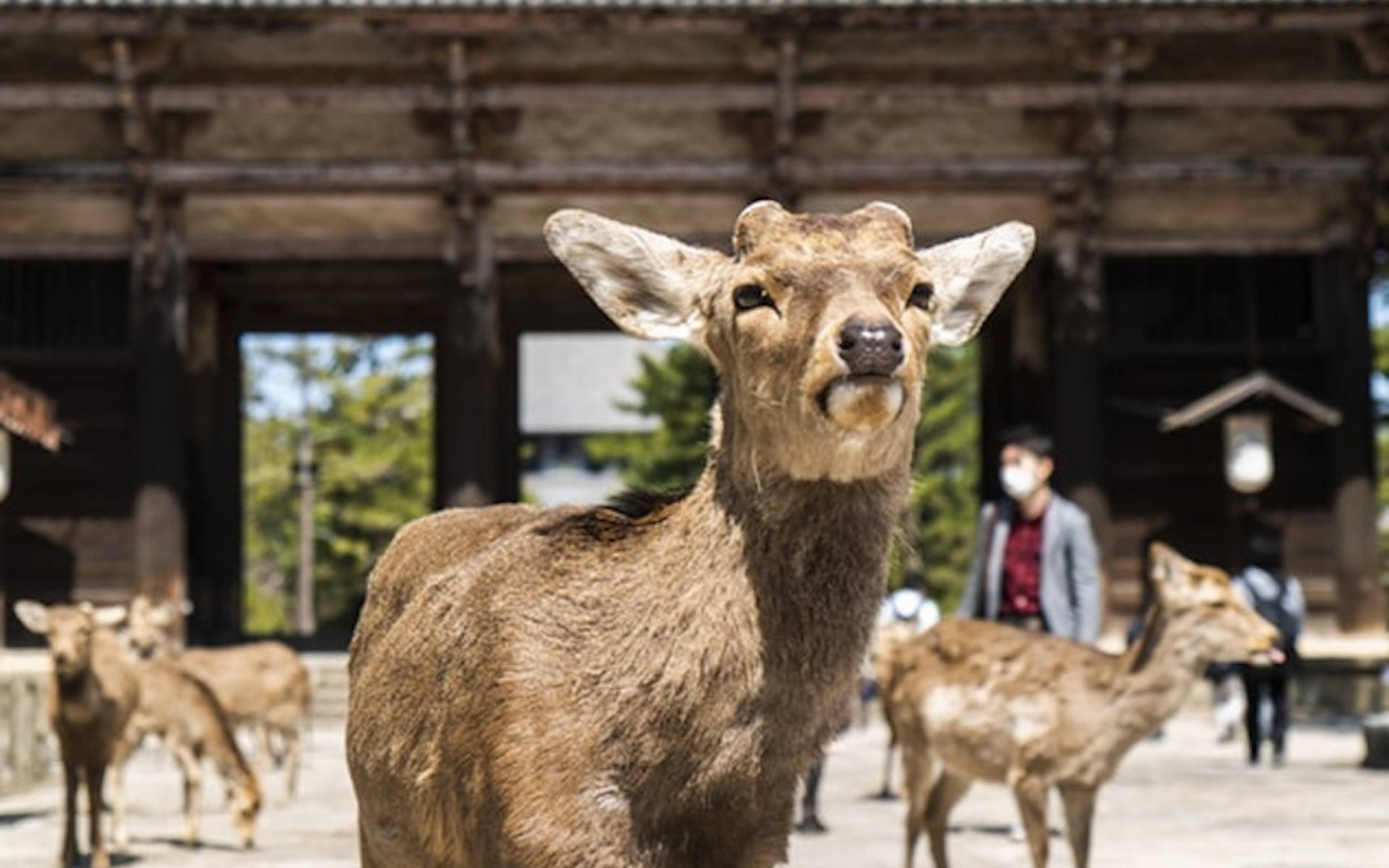 Esplorate la città di Nara