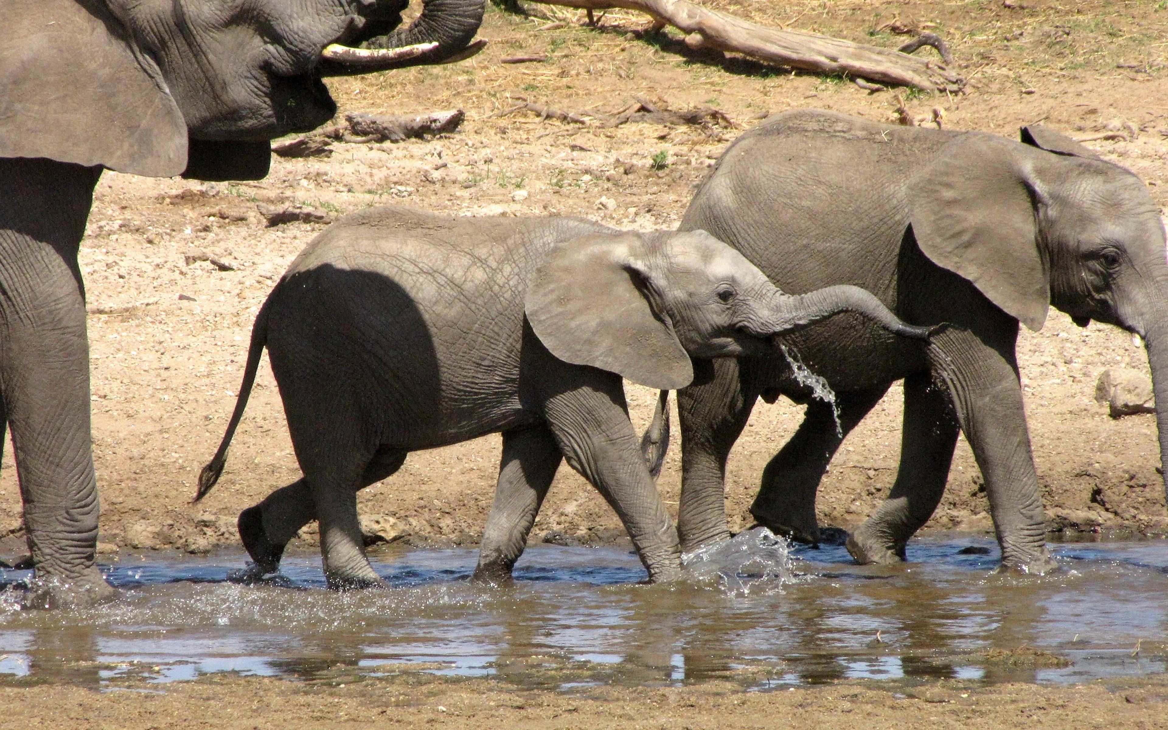 Safari nel parco Tarangire
