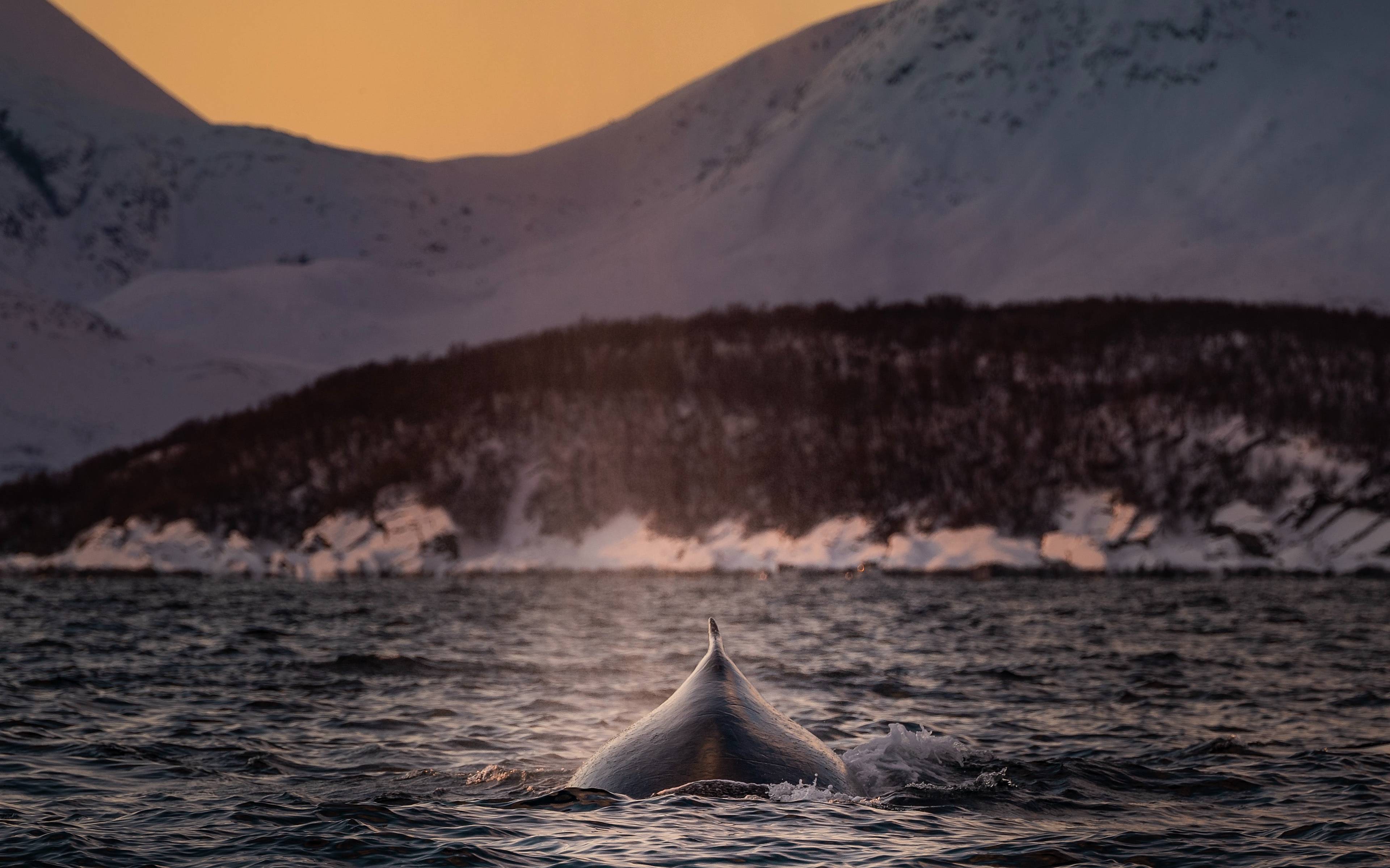 Safari baleines en zodiac dans les Vesterålen