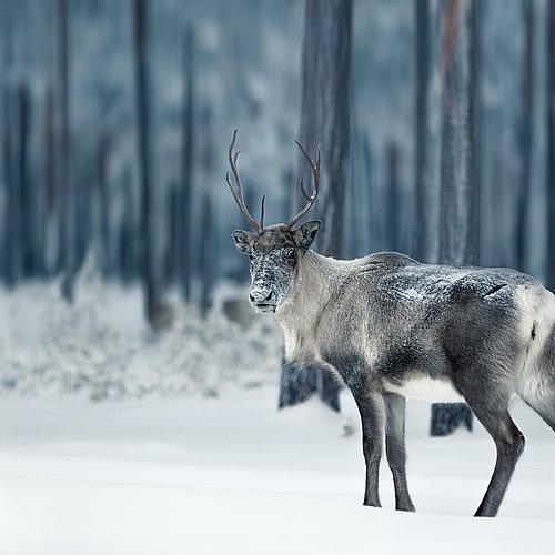 Un hiver en Laponie suédoise - 