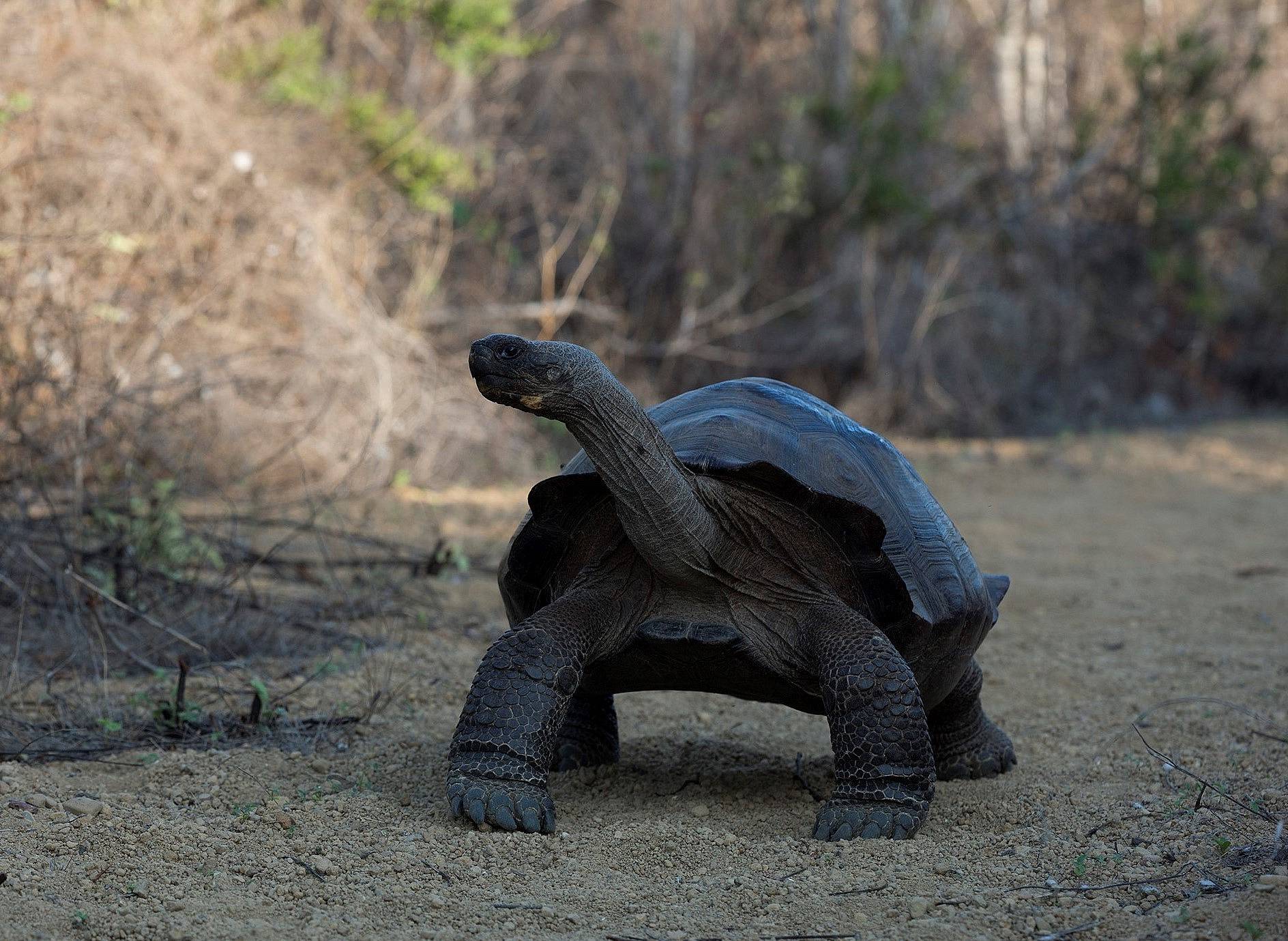Observation de tortues géantes au centre Darwin puis dans leur milieu naturel