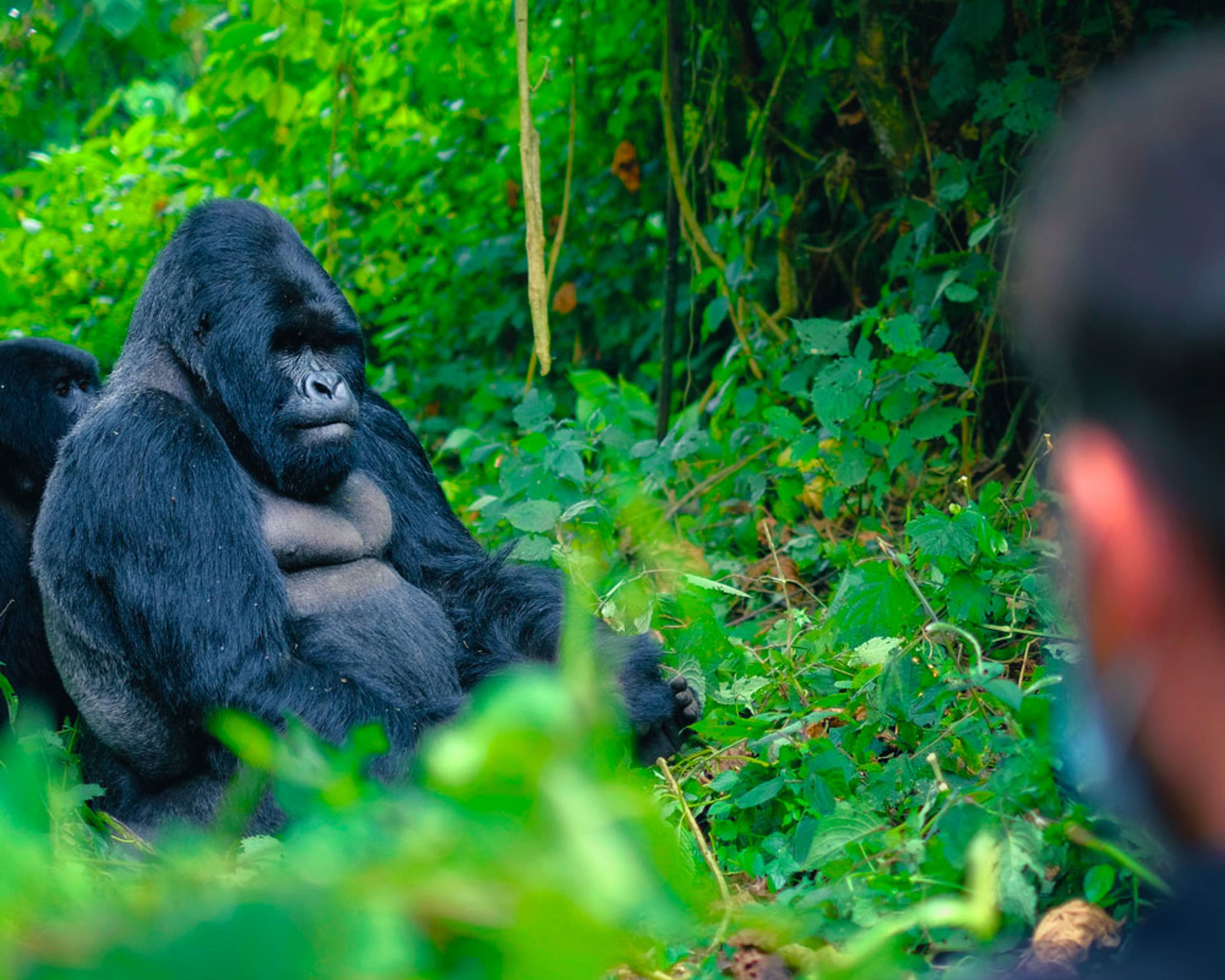 Il tuo viaggio Safari in Ruanda su misura