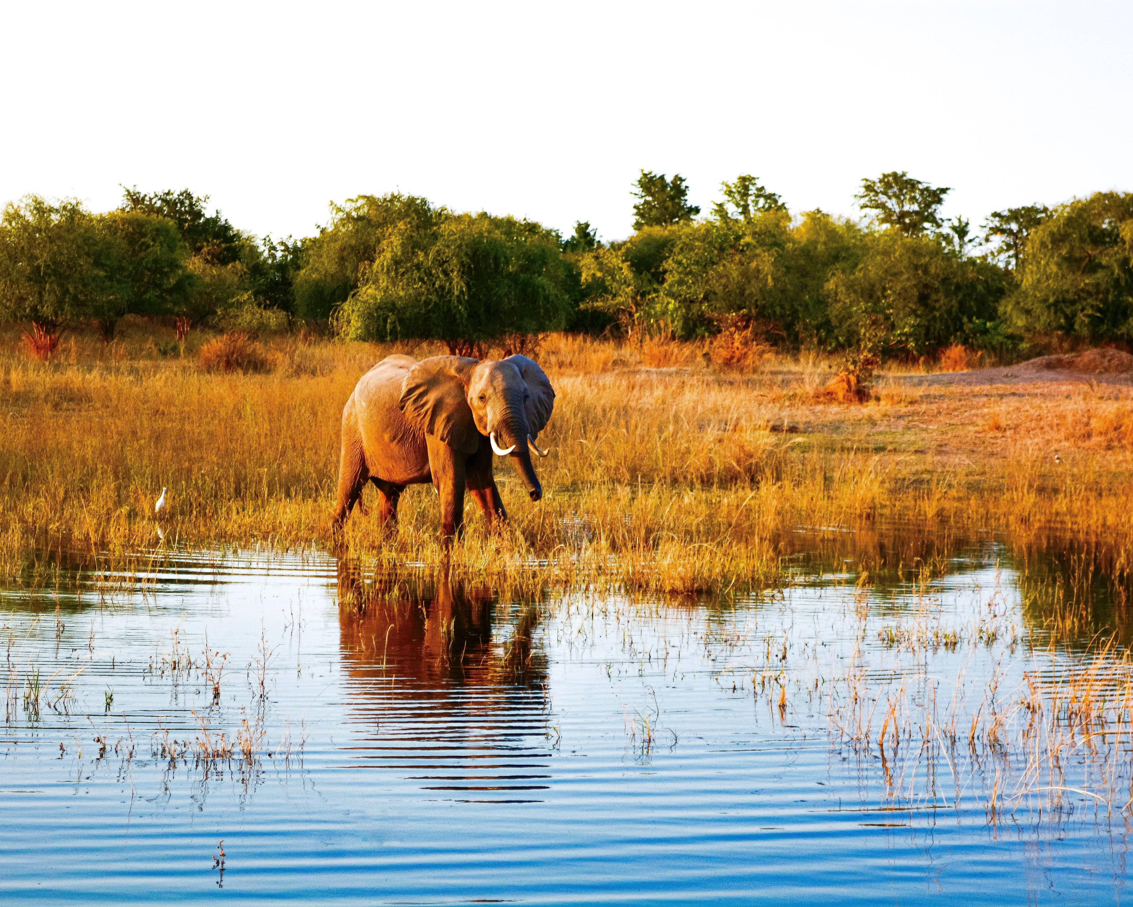 Safari en canoë sur le Zambèze