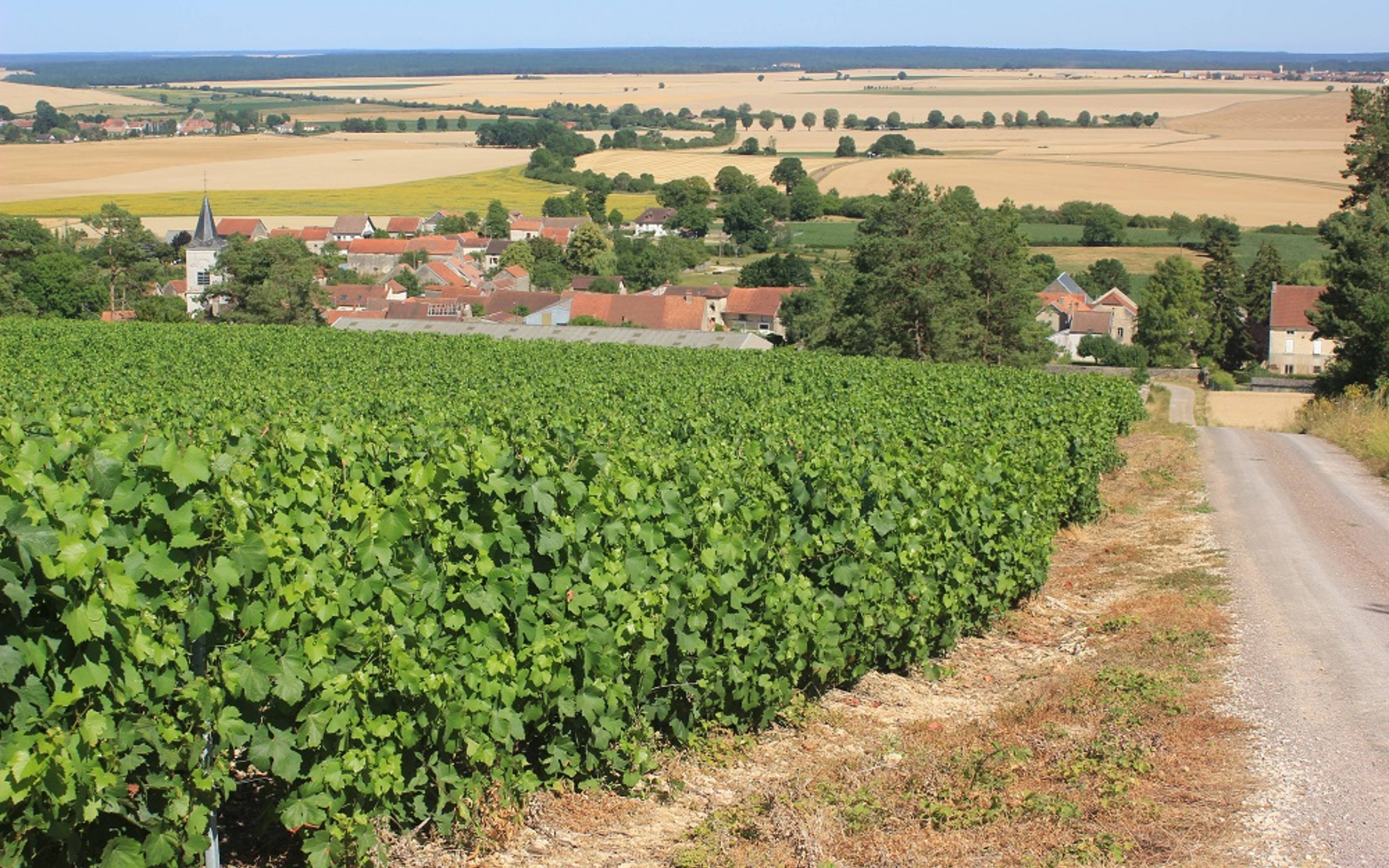 Découverte du Crémant de Bourgogne