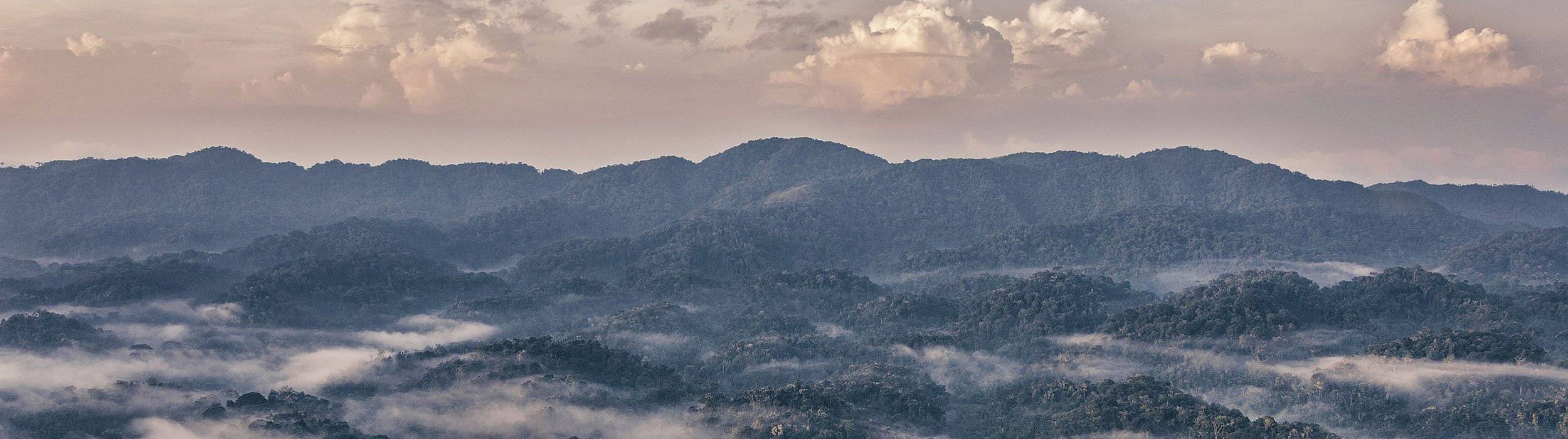 Brume matinale dans la forêt tropicale du Rwanda