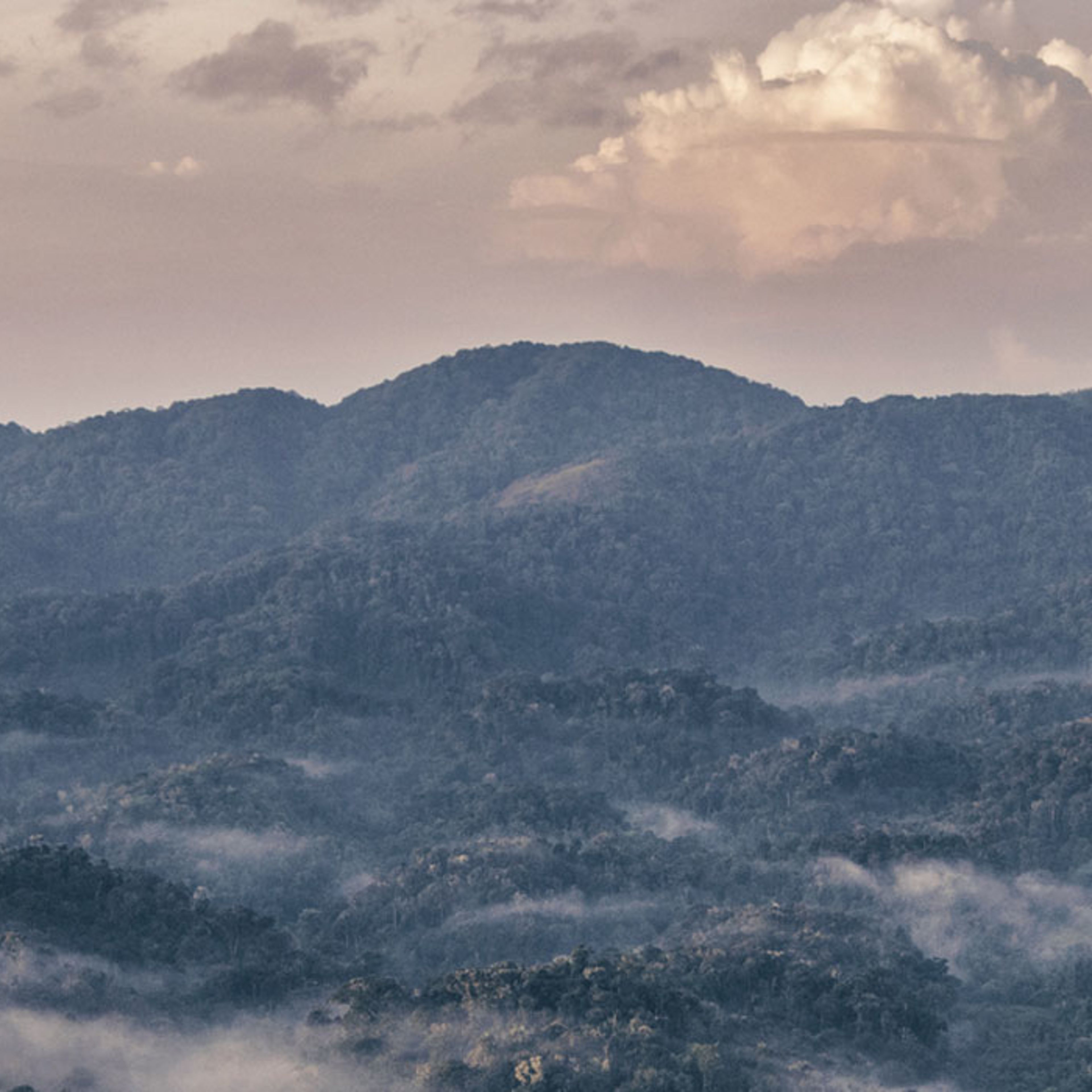 Niebla matutina en la selva de Ruanda