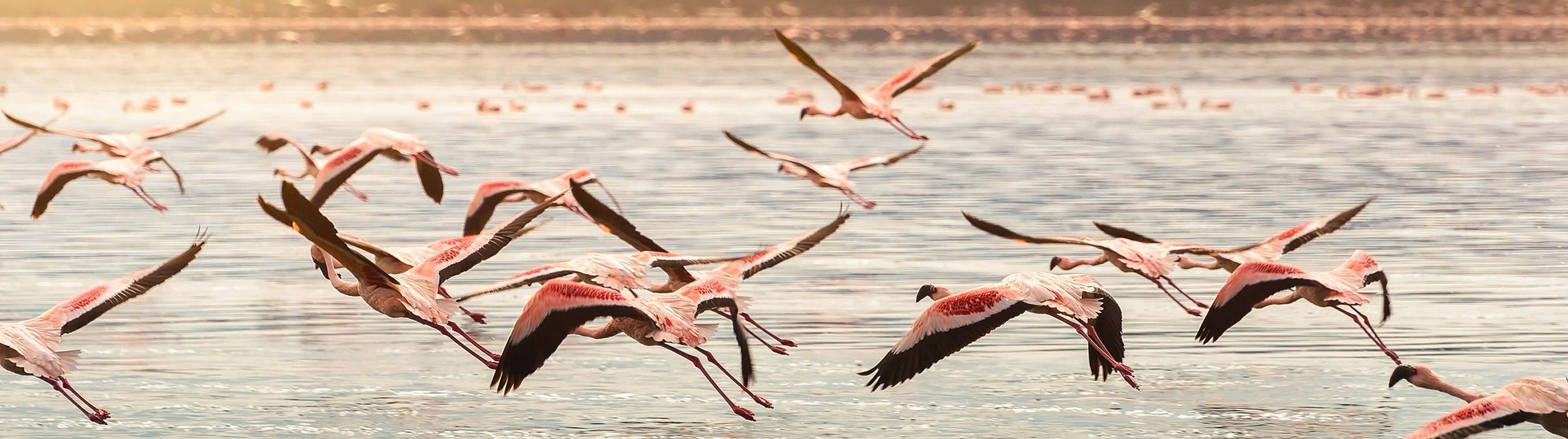 Flamingos am See Oloiden, Kenia