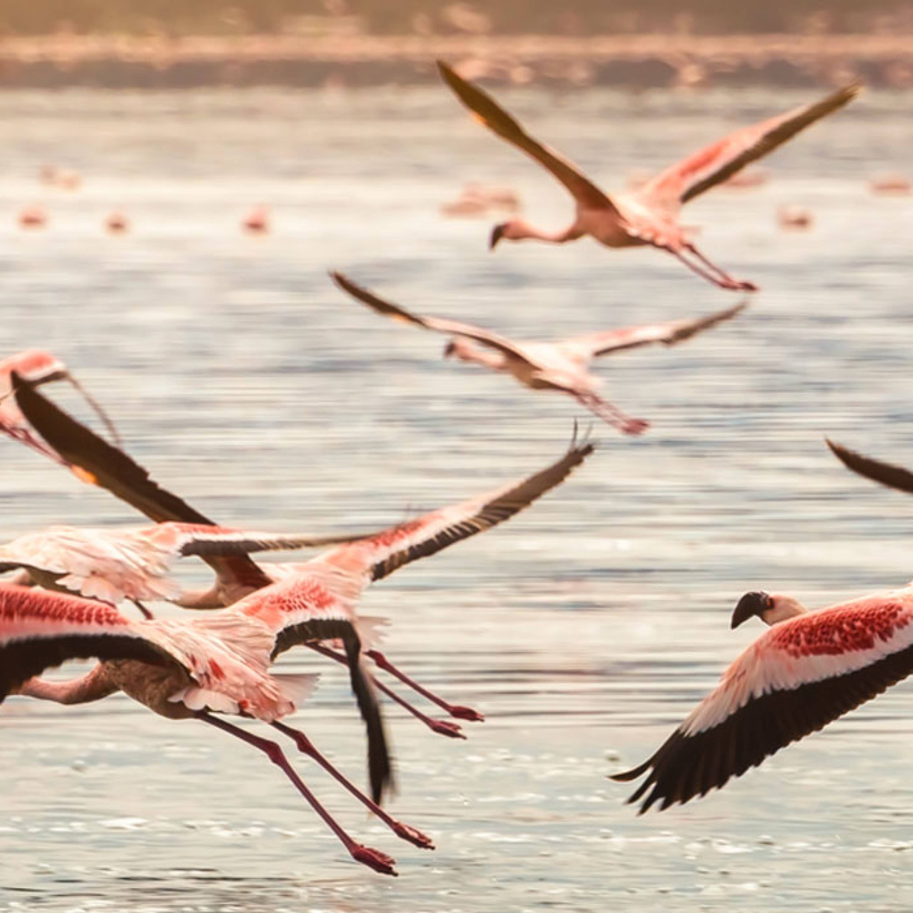 Flamingos am See Oloiden, Kenia