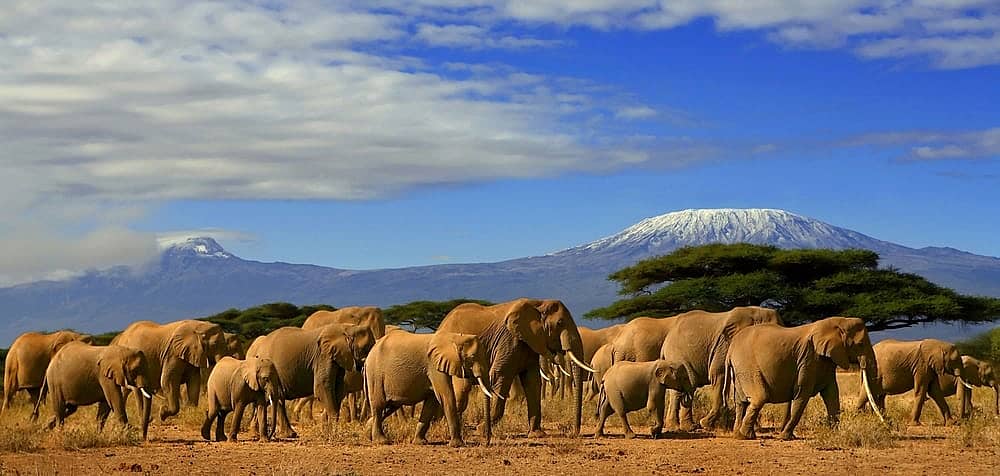 kilimanjaro y safari