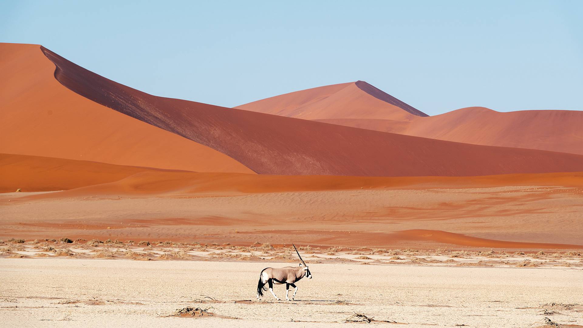 Dune, oceano, fauna, natura e avventura lungo le strade della Namibia