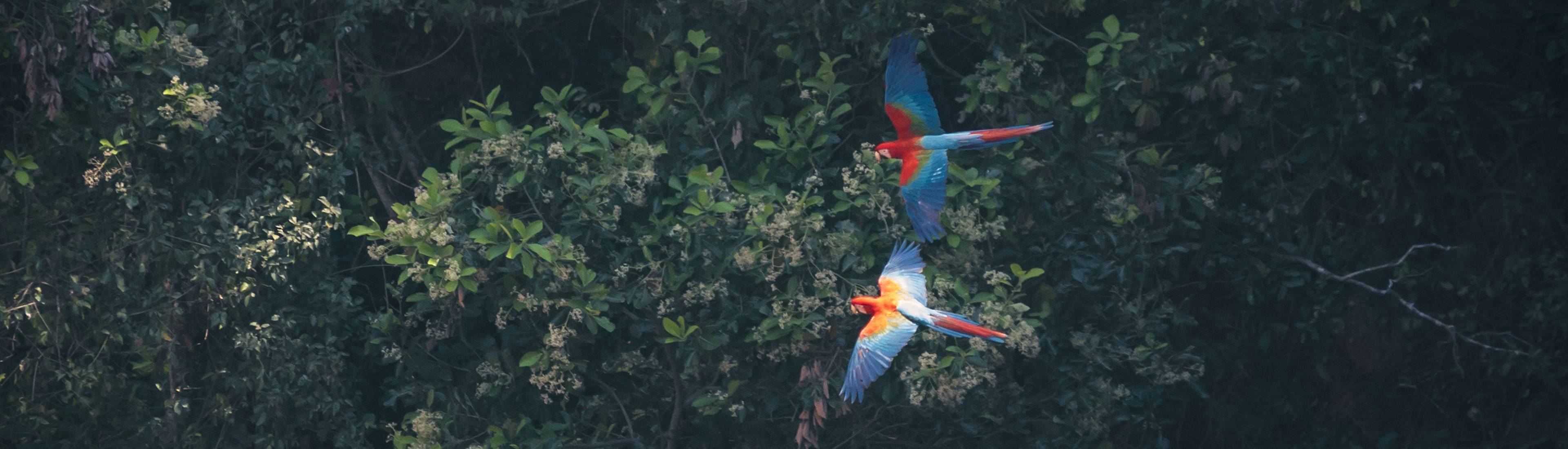 Deux perroquets Aras en Amazonie Brésilienne