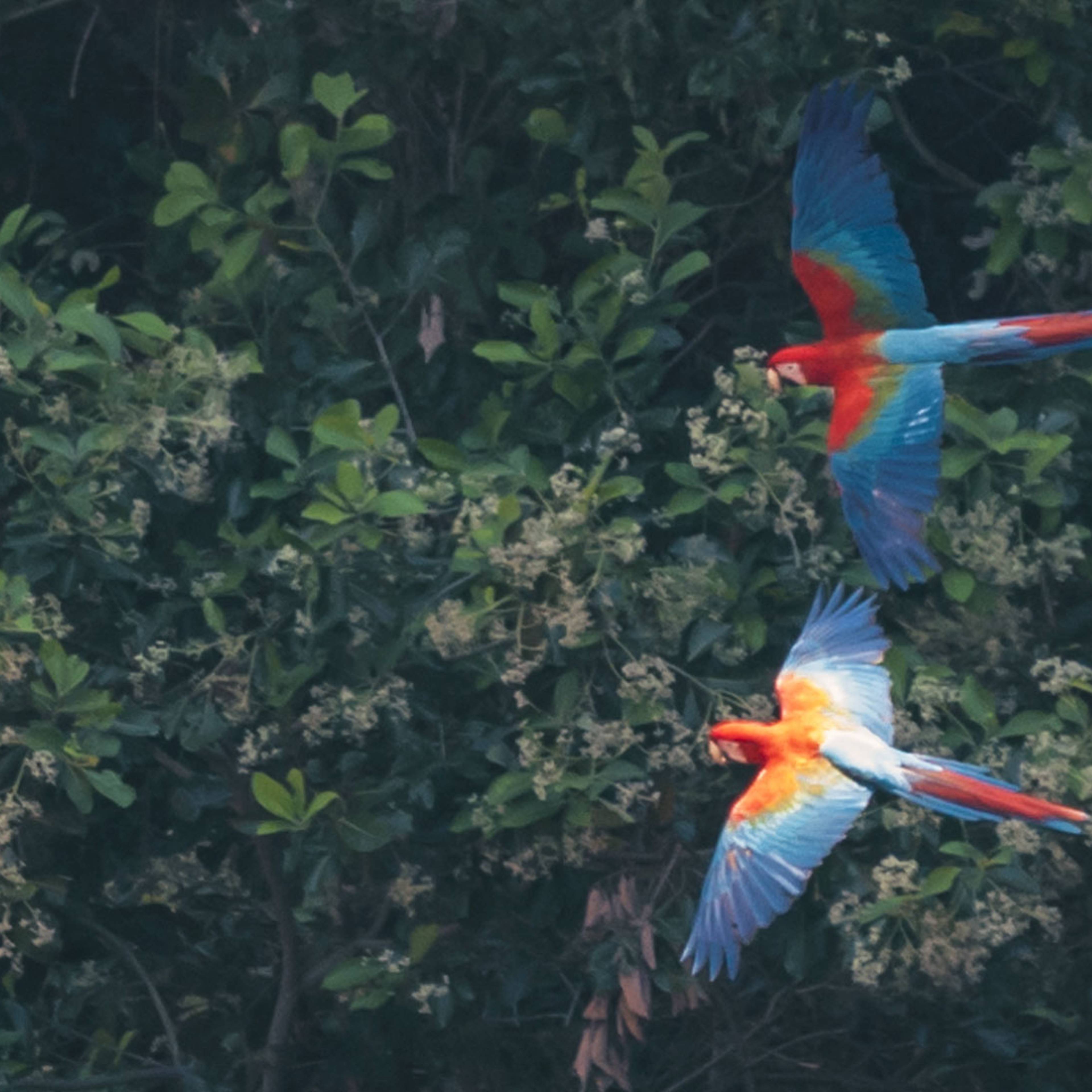 Deux perroquets Aras en Amazonie Brésilienne