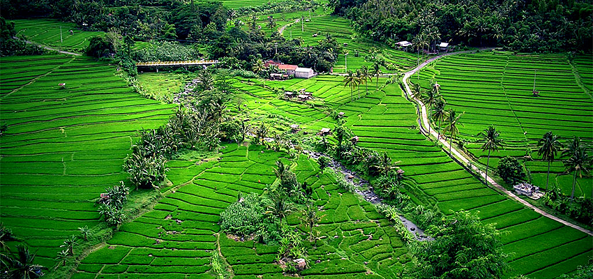 Los arrozales de Bali