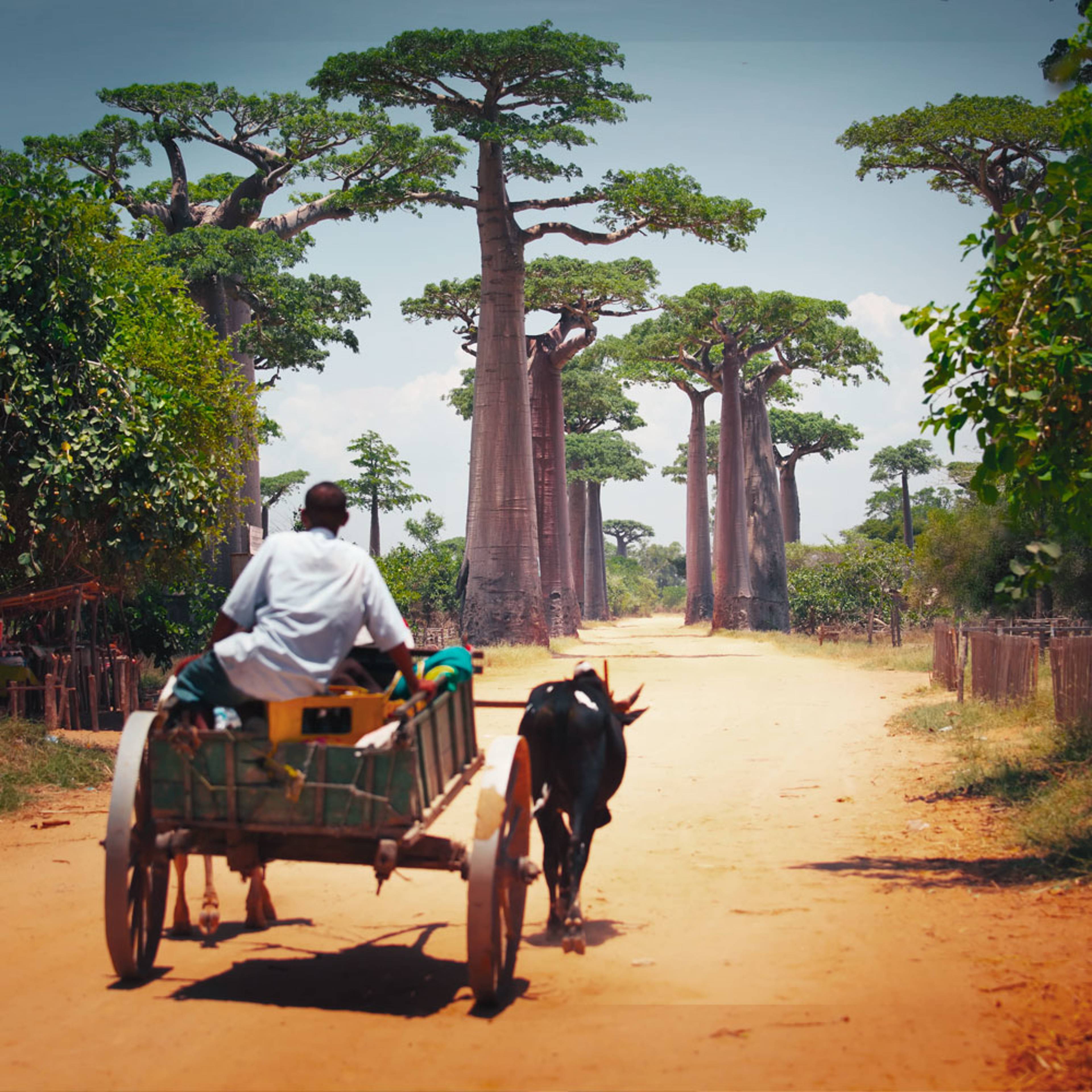 Il tuo viaggio nella Natura in Madagascar su misura