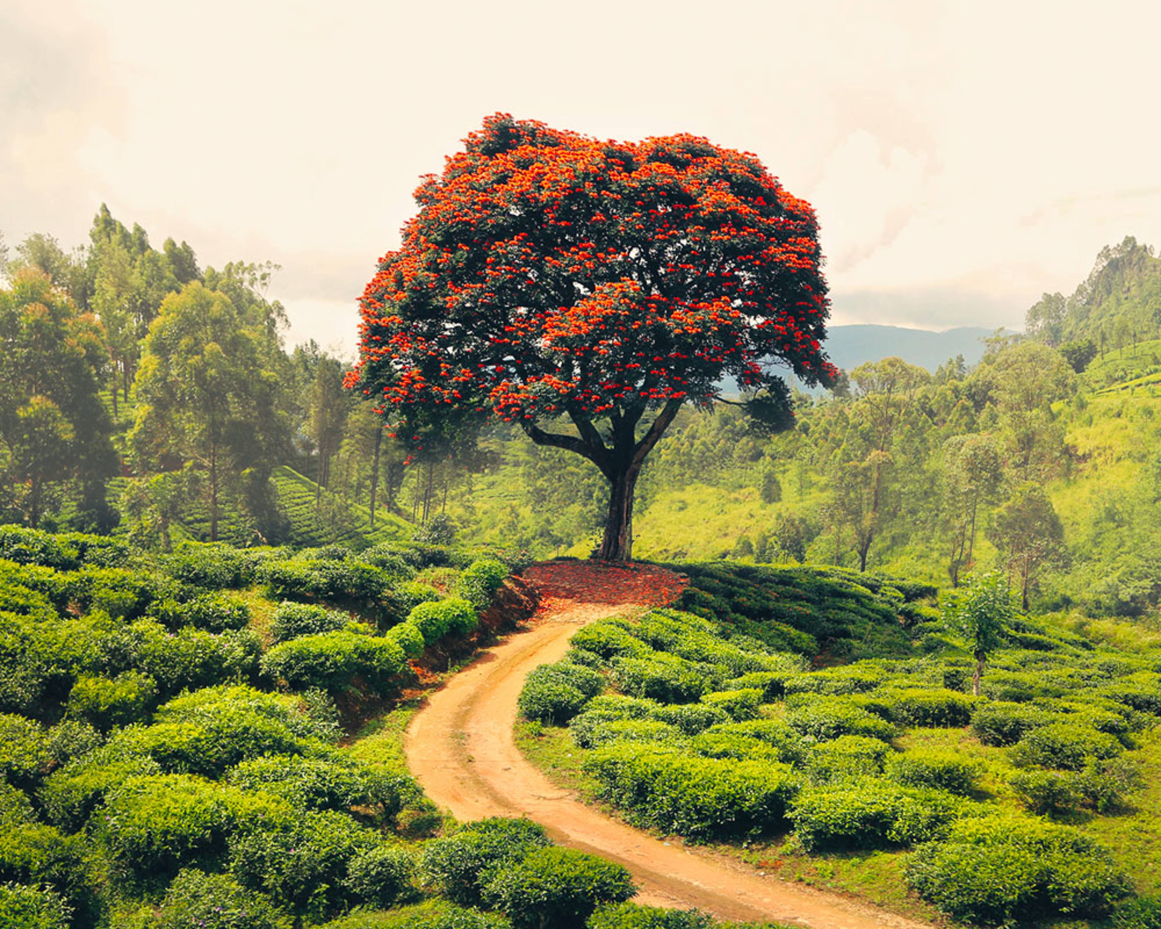Il tuo viaggio nella Natura in Sri Lanka su misura