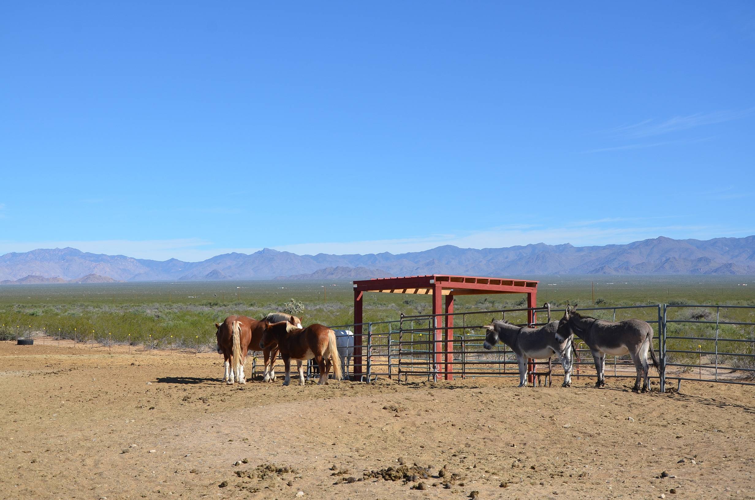 Leben auf einer Ranch im Herzen des Landes der Cowboys 