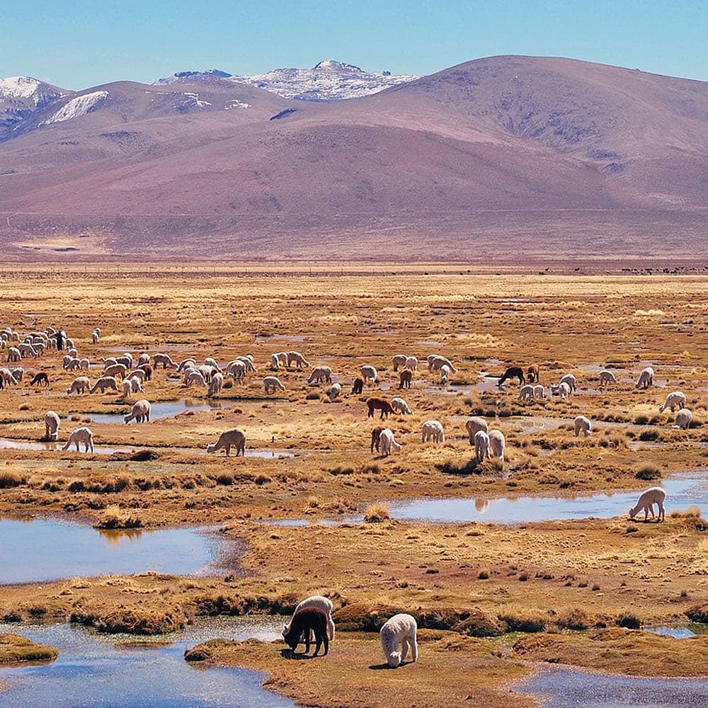 Naturreisen Peru - jetzt individuell gestalten