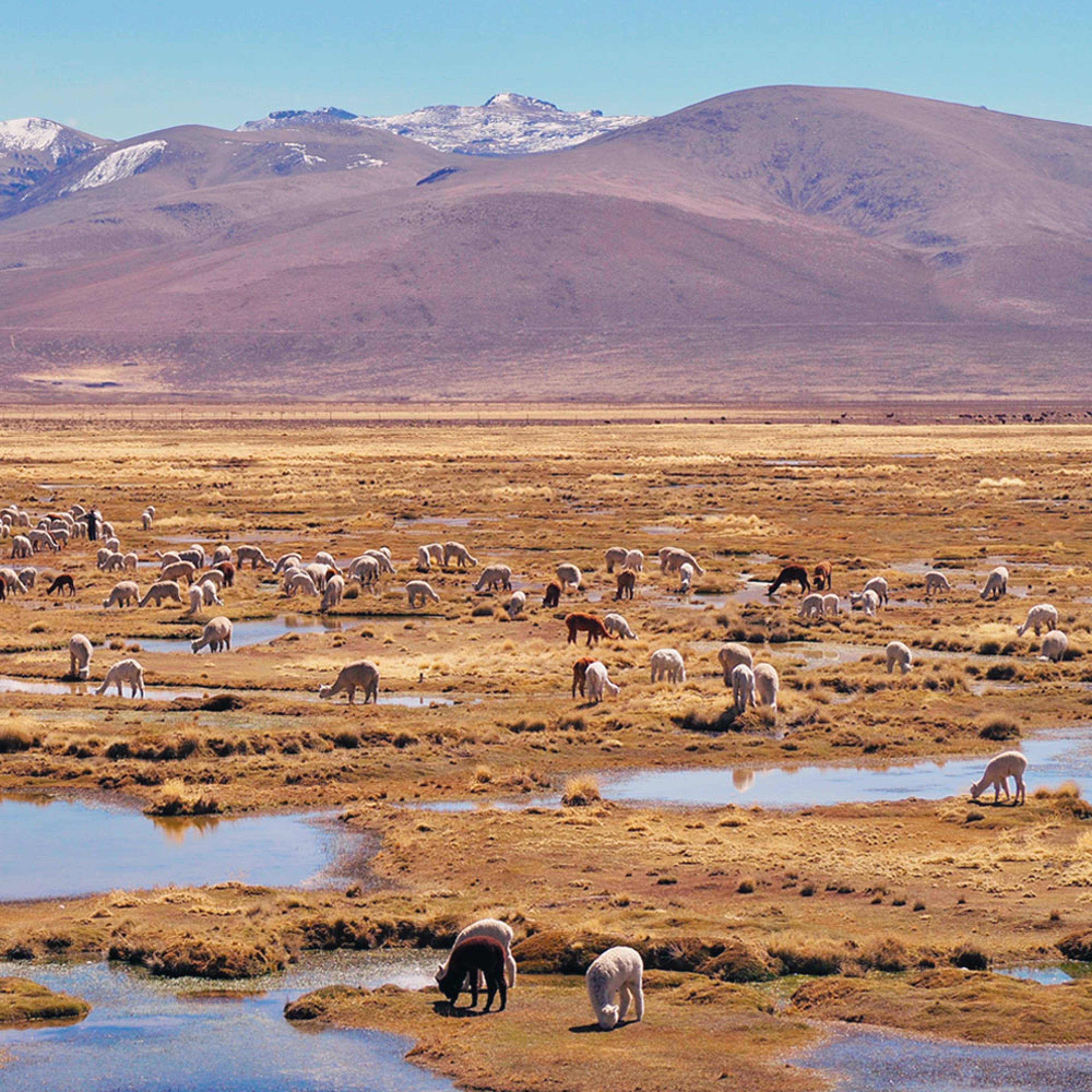 Individuelle Natur Reisen Peru - Reise jetzt individuell gestalten