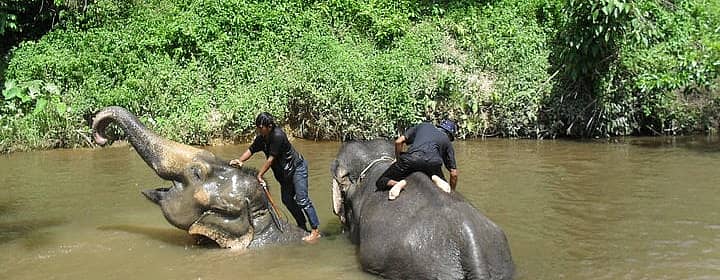 Sanctuaire d'éléphants de Kuala Gandah