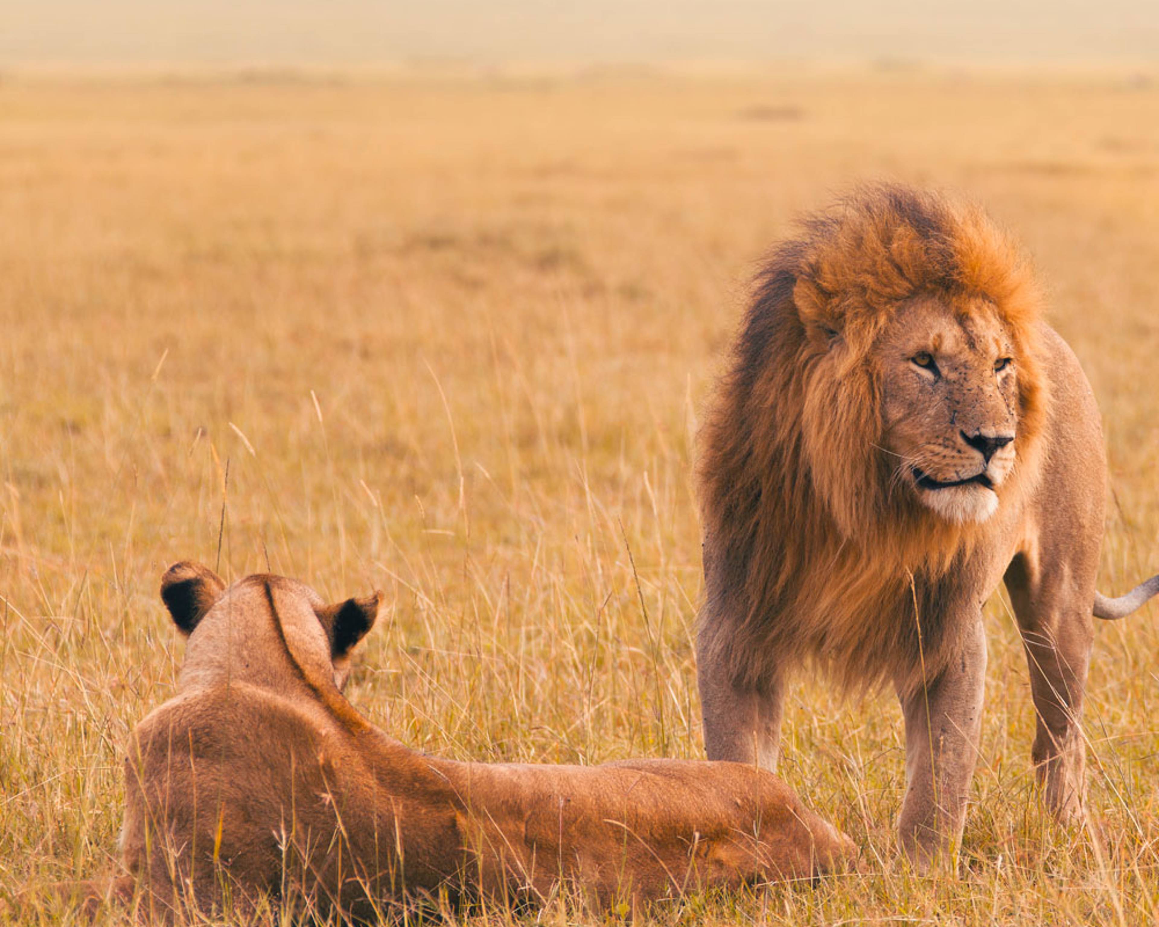 Safari Kenia - Individualreise buchen