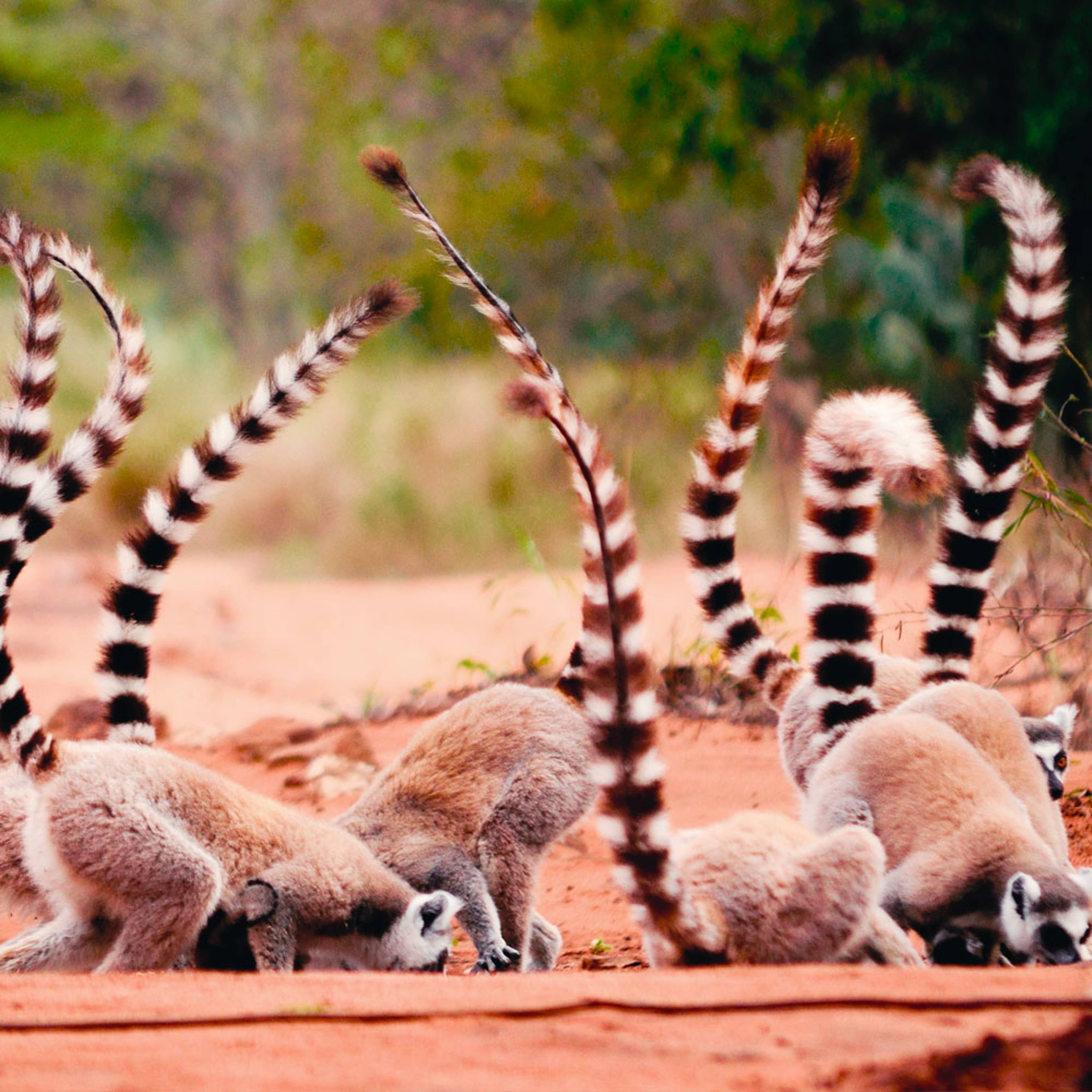 Uw op maat gemaakte Safari reis in Madagaskar 