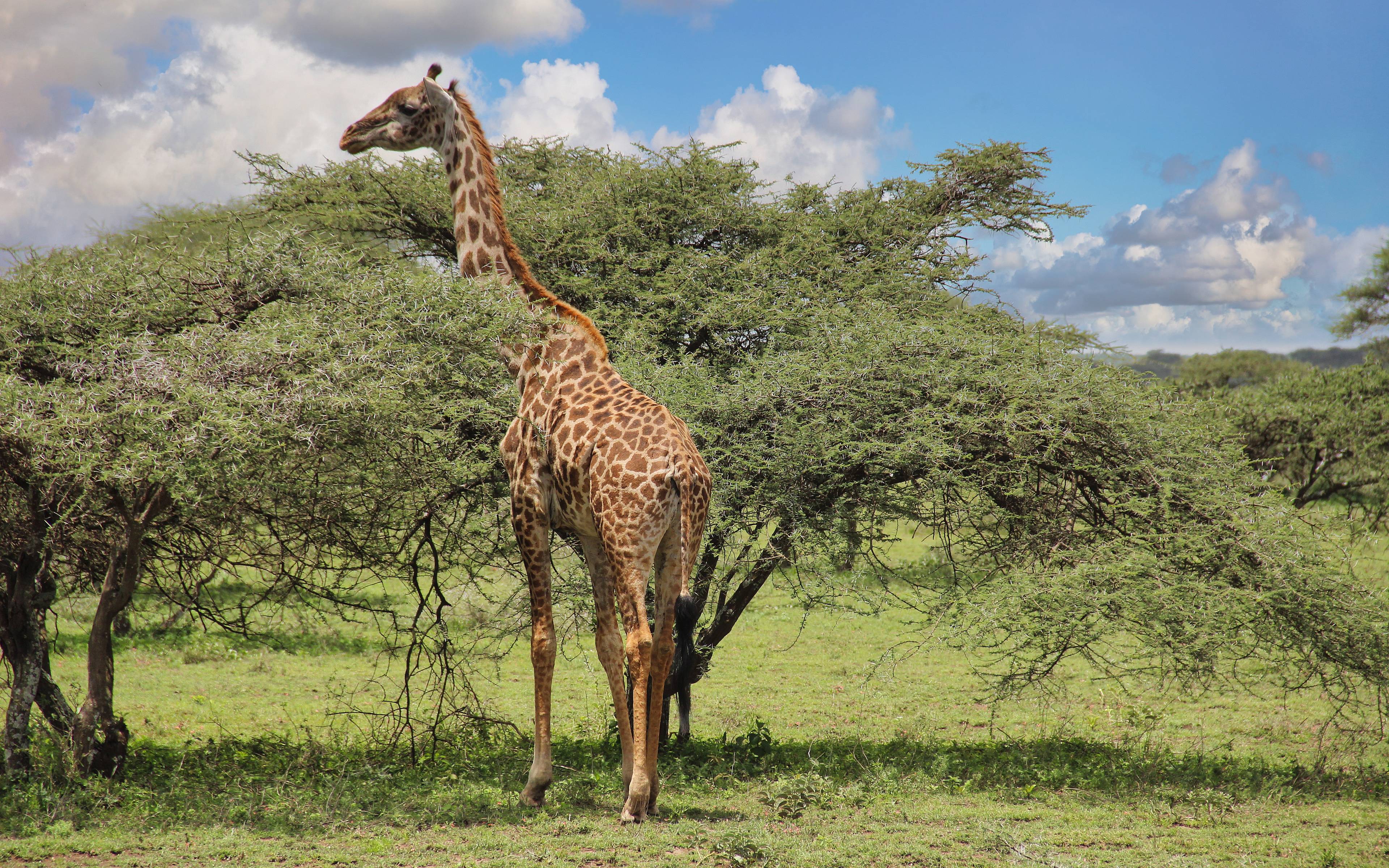 Safari dans les plaines sans fin du Serengeti