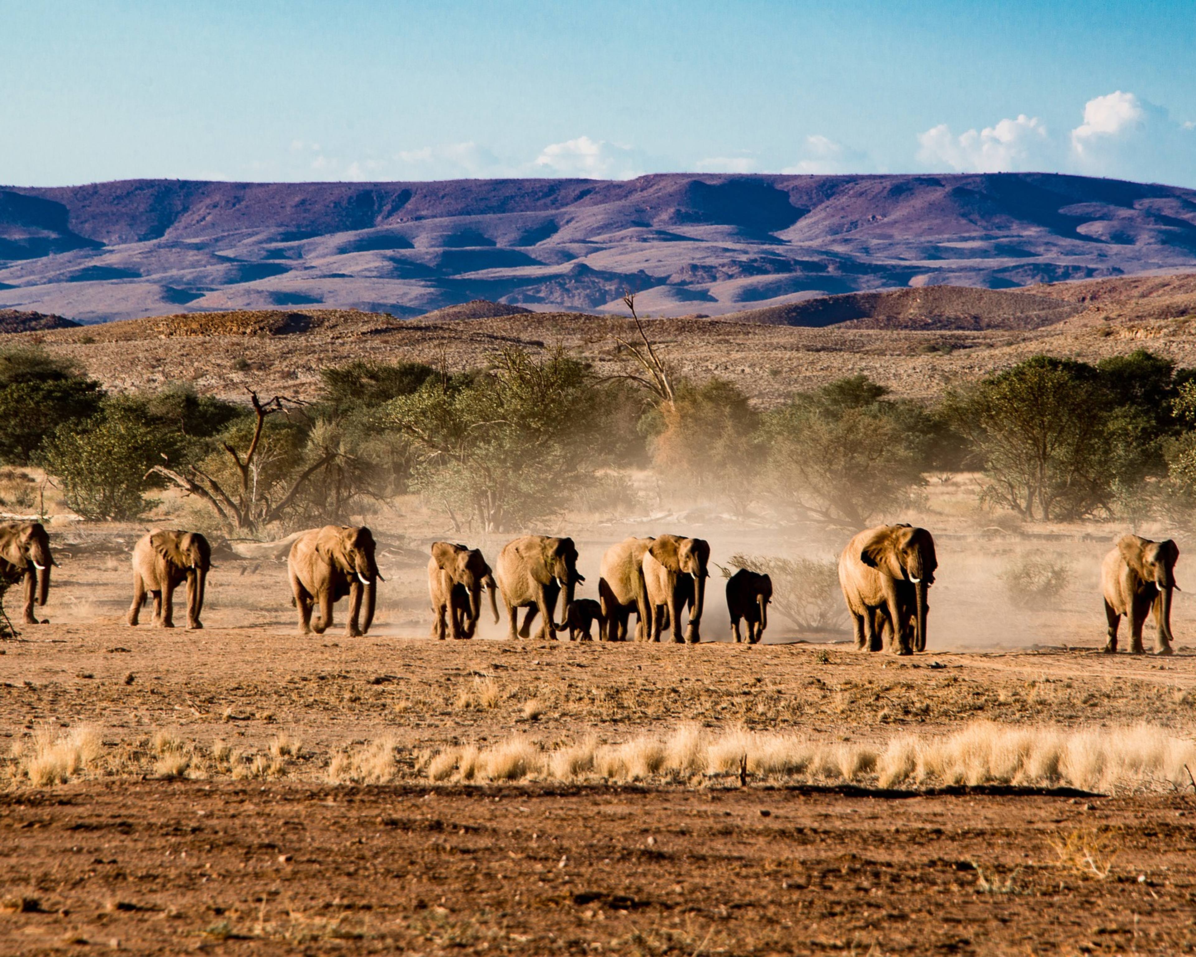 Mission dans le Damaraland pour la protection des éléphants du désert