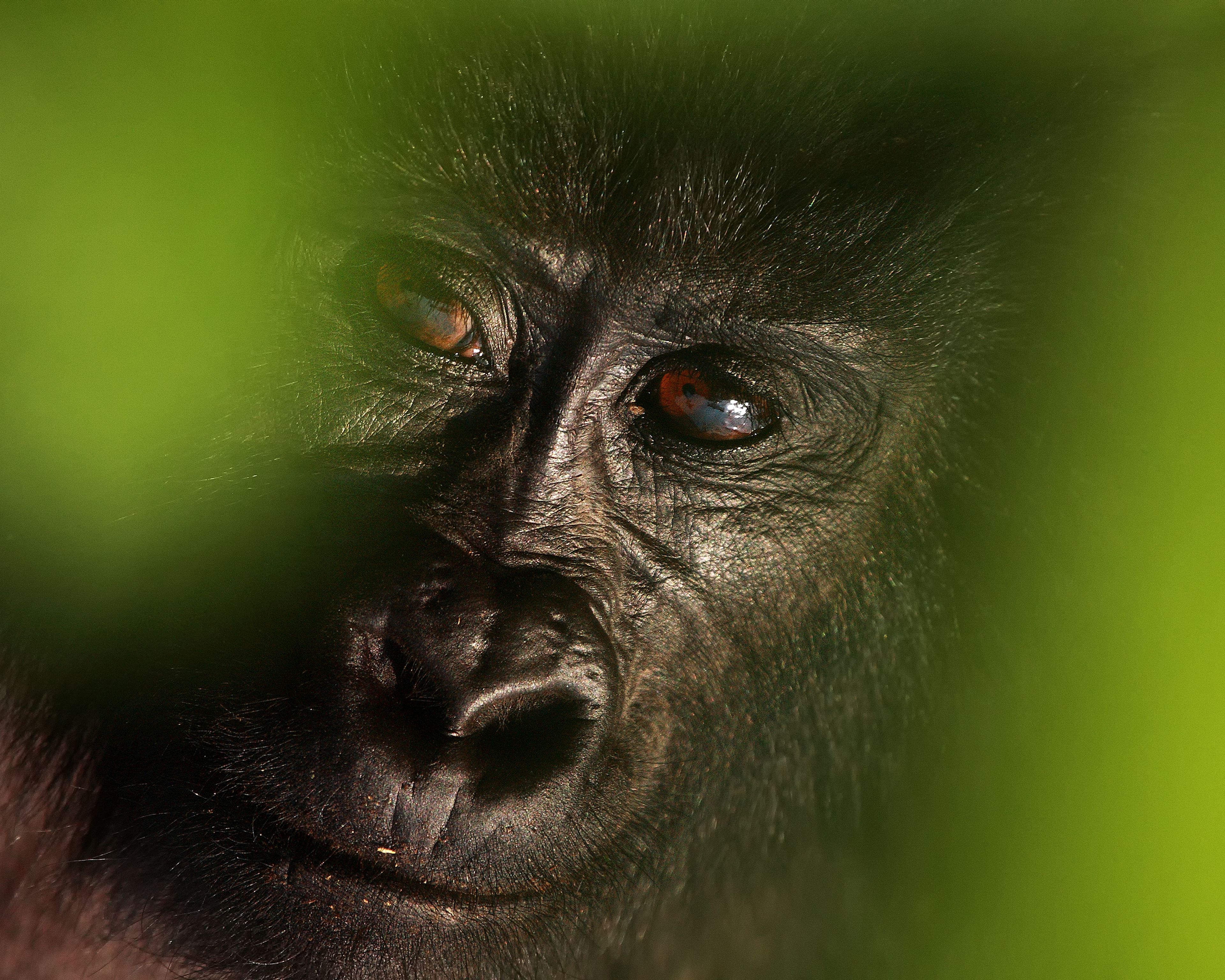 Gorillas, Savanne und Co ! Ostafrika Deluxe 