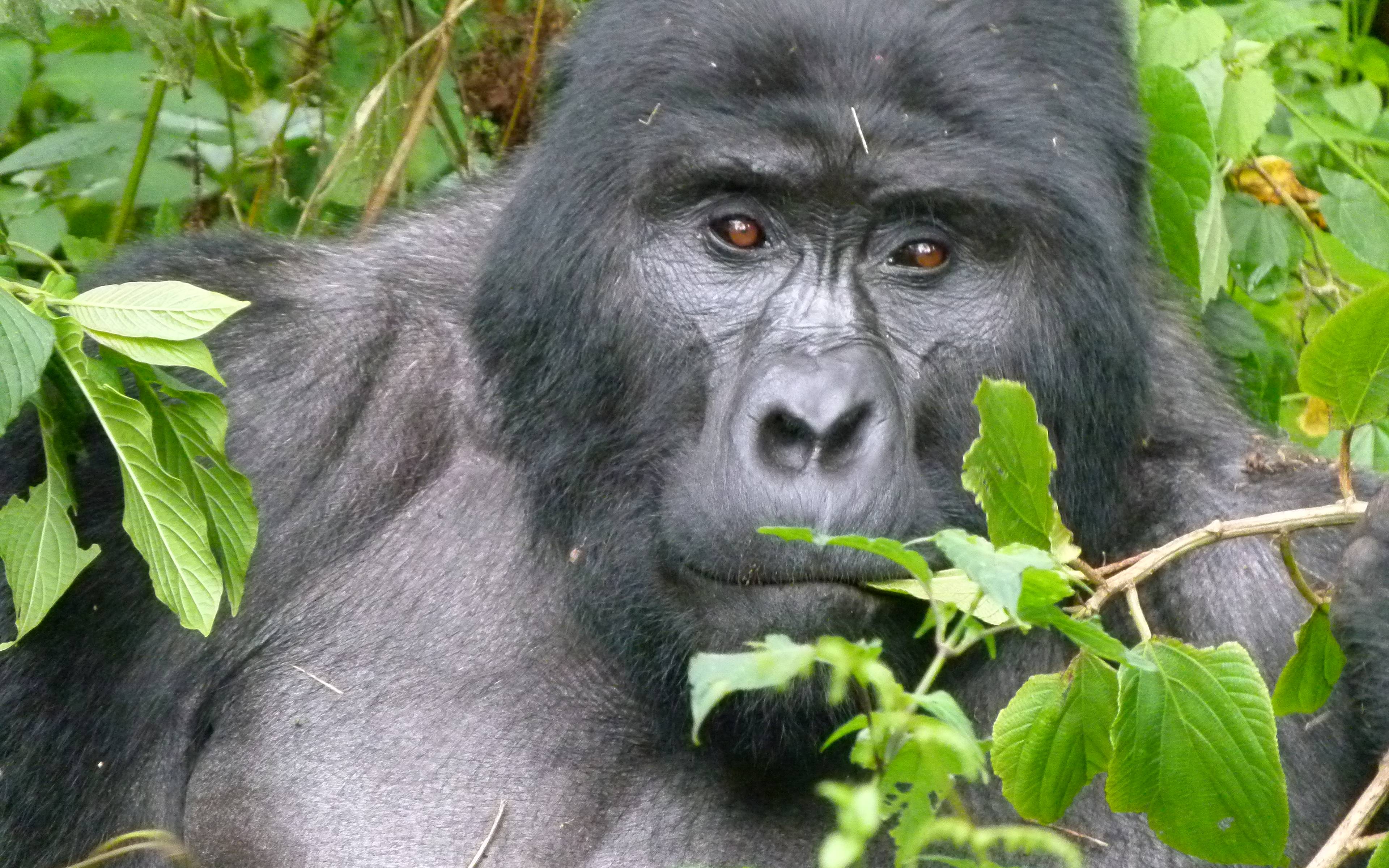 Gorilla-Trekking im Bwindi Impenetrable Forest 