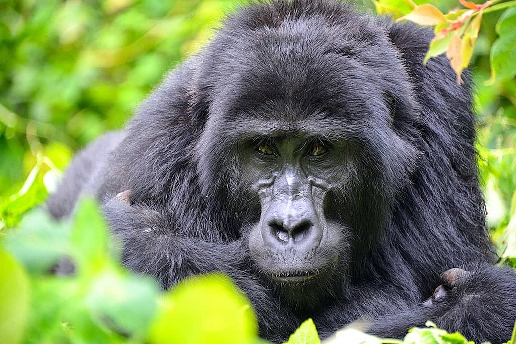Auf Safari in Ruanda, Uganda und Tansania