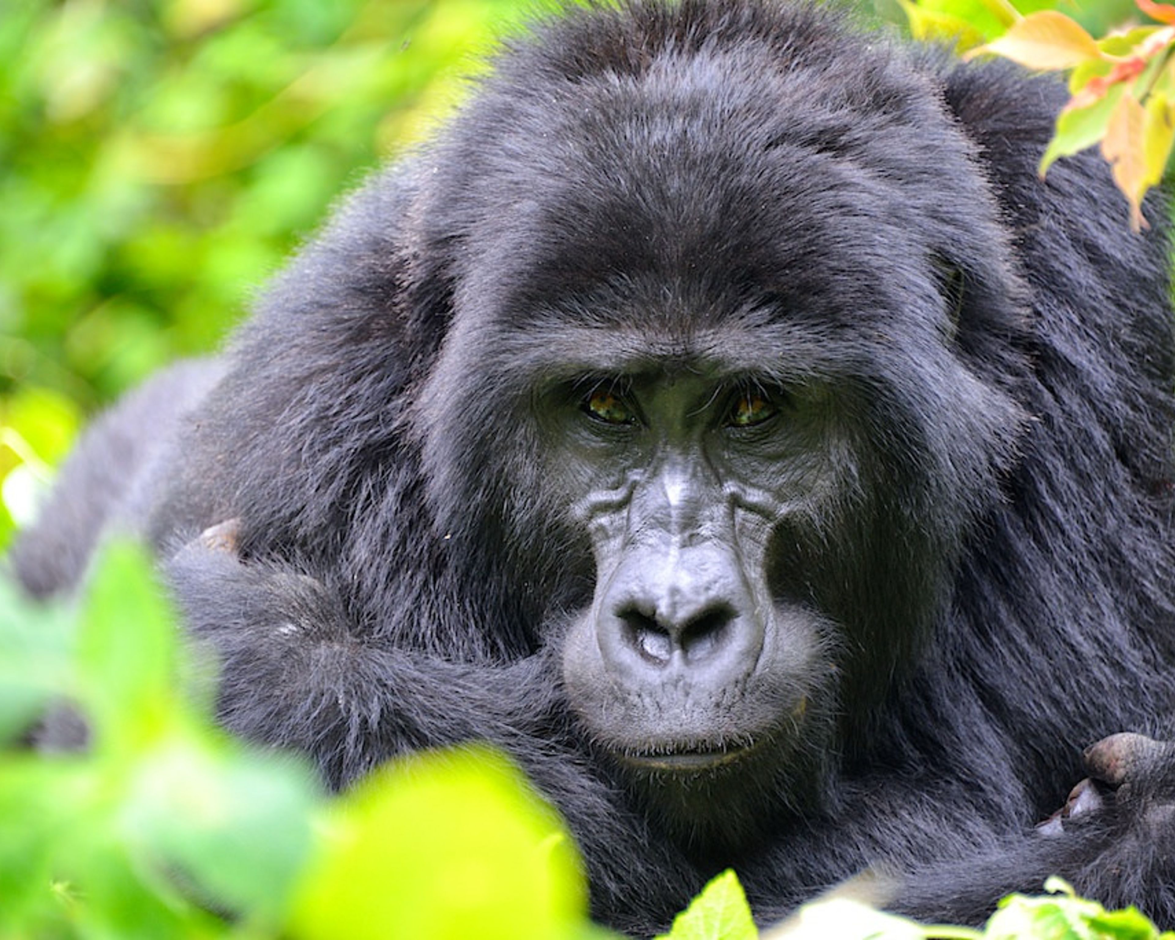 Auf Safari in Ruanda, Uganda und Tansania