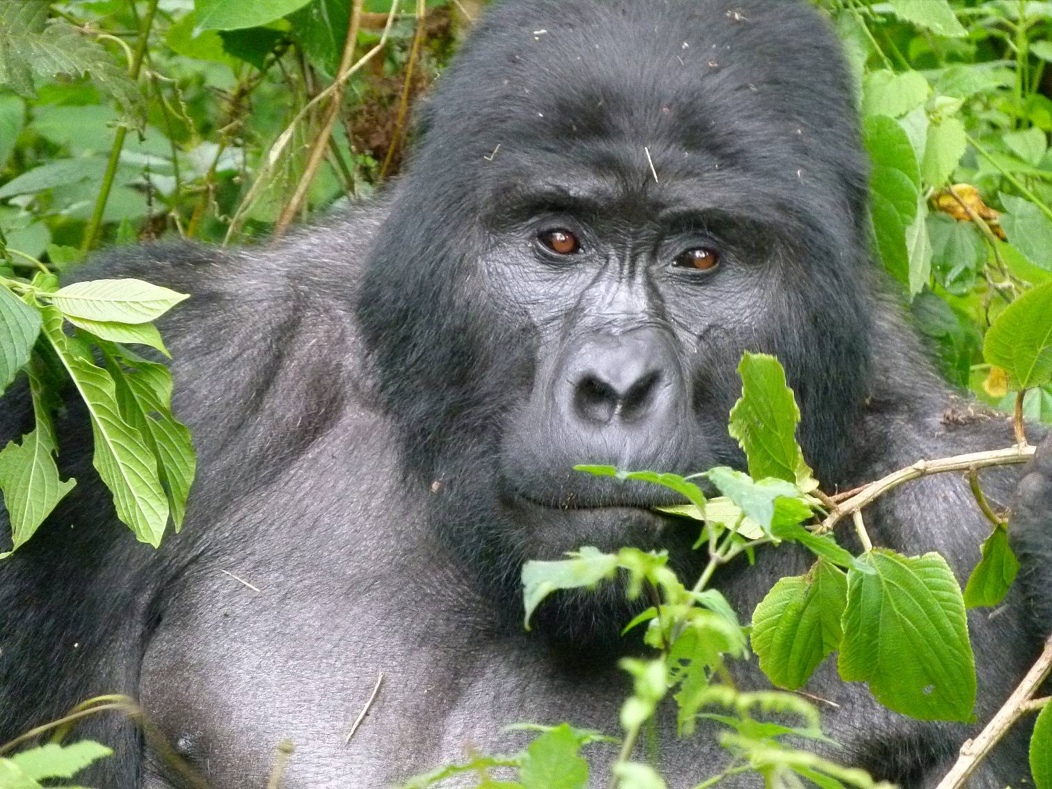 Gorilla Trekking im Bwindi Impenetrable Forest