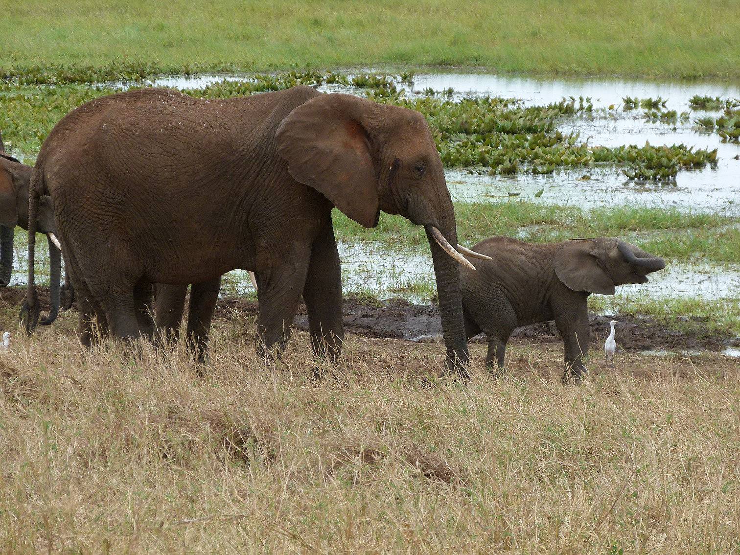Elefanten und Baobab im Tarangire Nationalpark