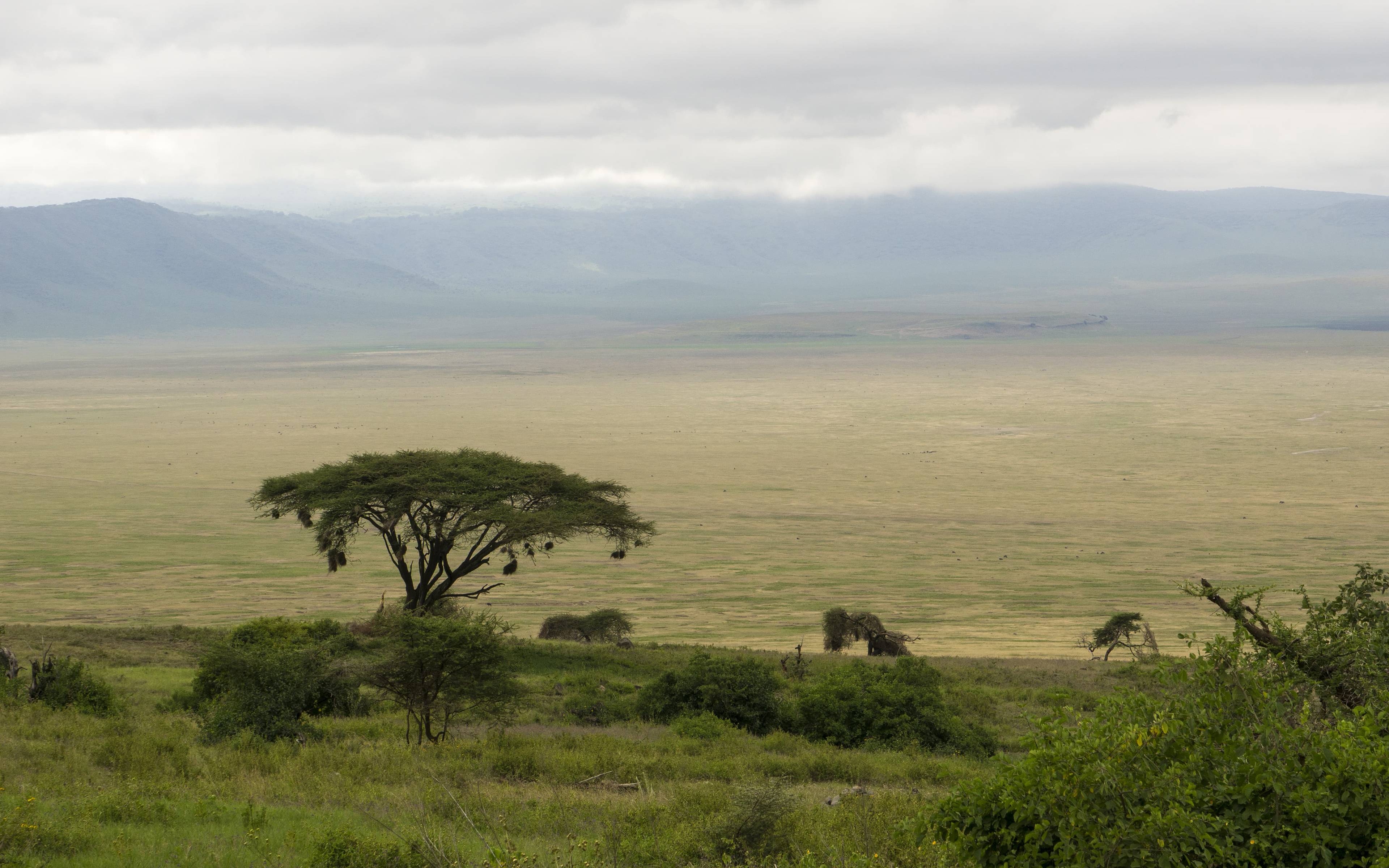 UNESCO Welterbe - Besuch des Ngorongoro Kraters