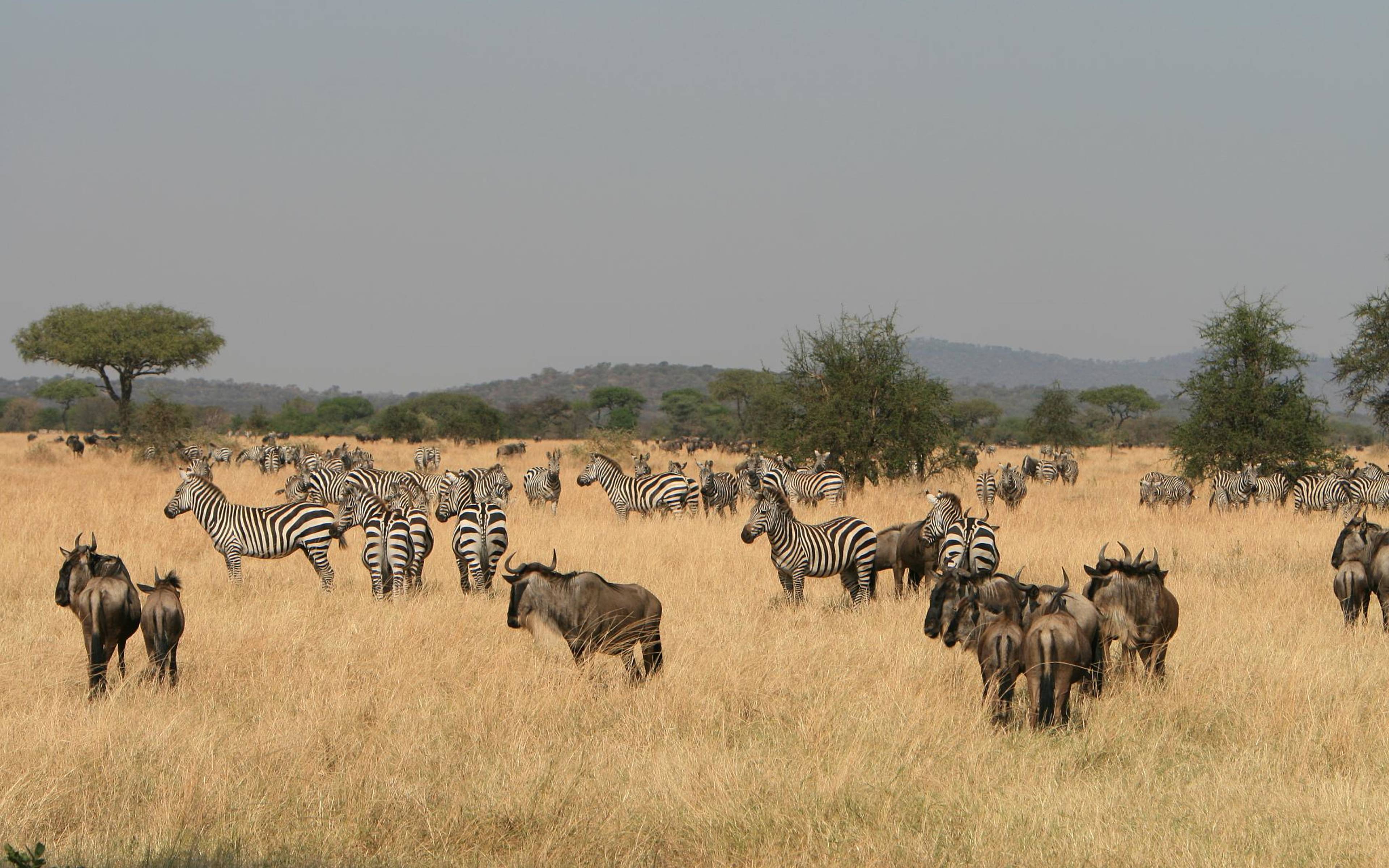Die Serengeti ruft!
