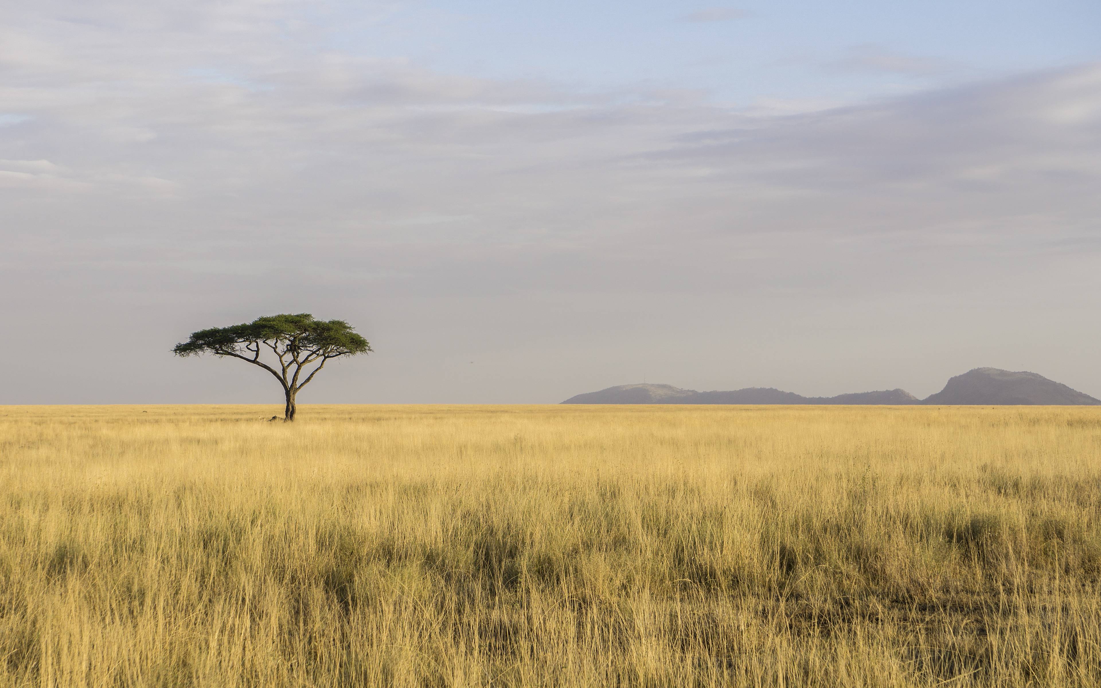 Ein Tag in der unendlichen Weite der Serengeti