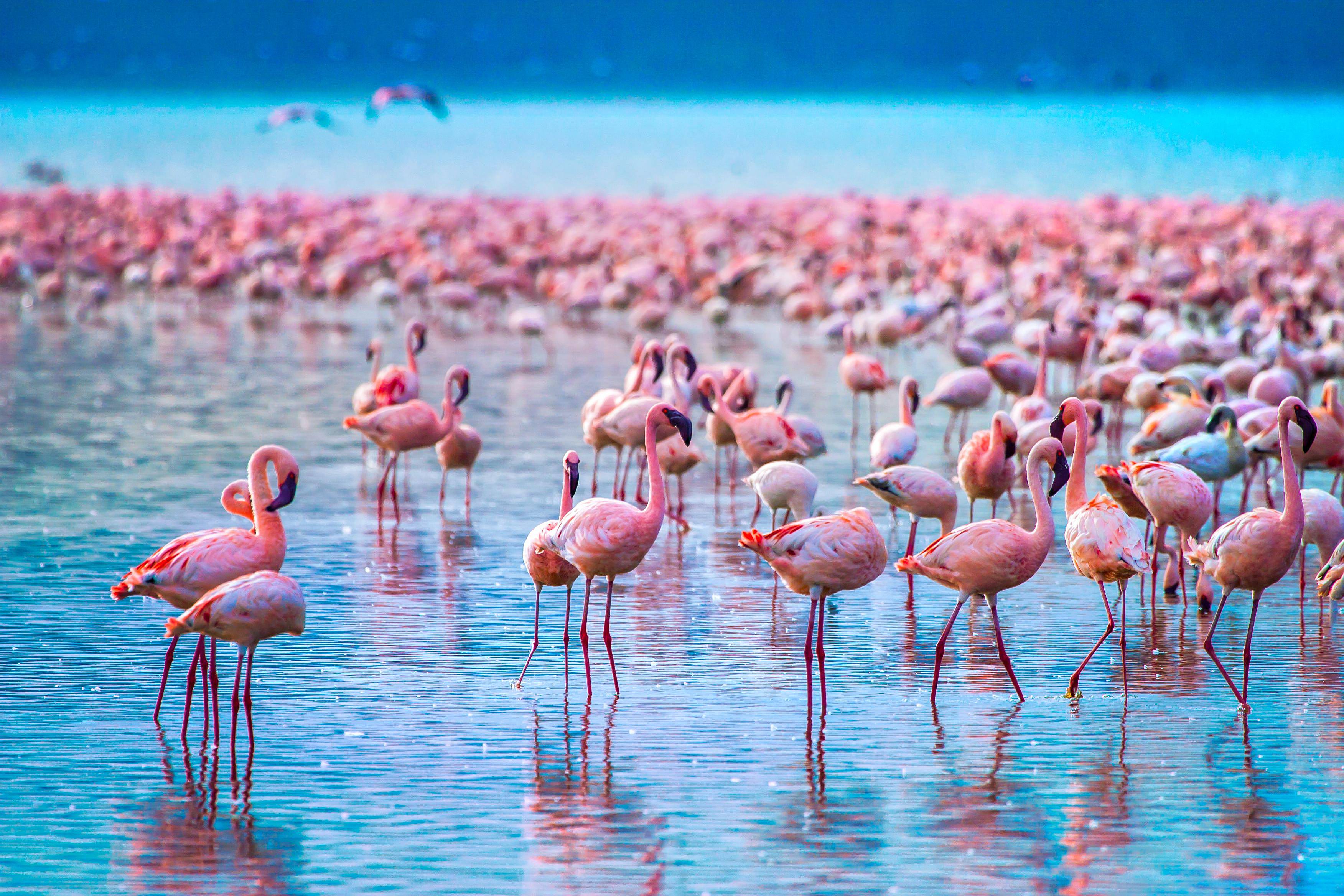 Il Parco Nazionale del Lago Nakuru e i fenicotteri rosa
