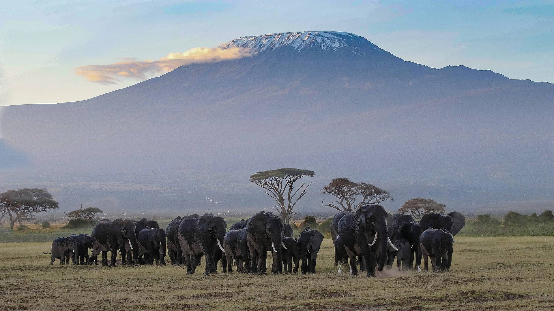 Direzione Parco Nazionale di Amboseli e il tetto d’Africa
