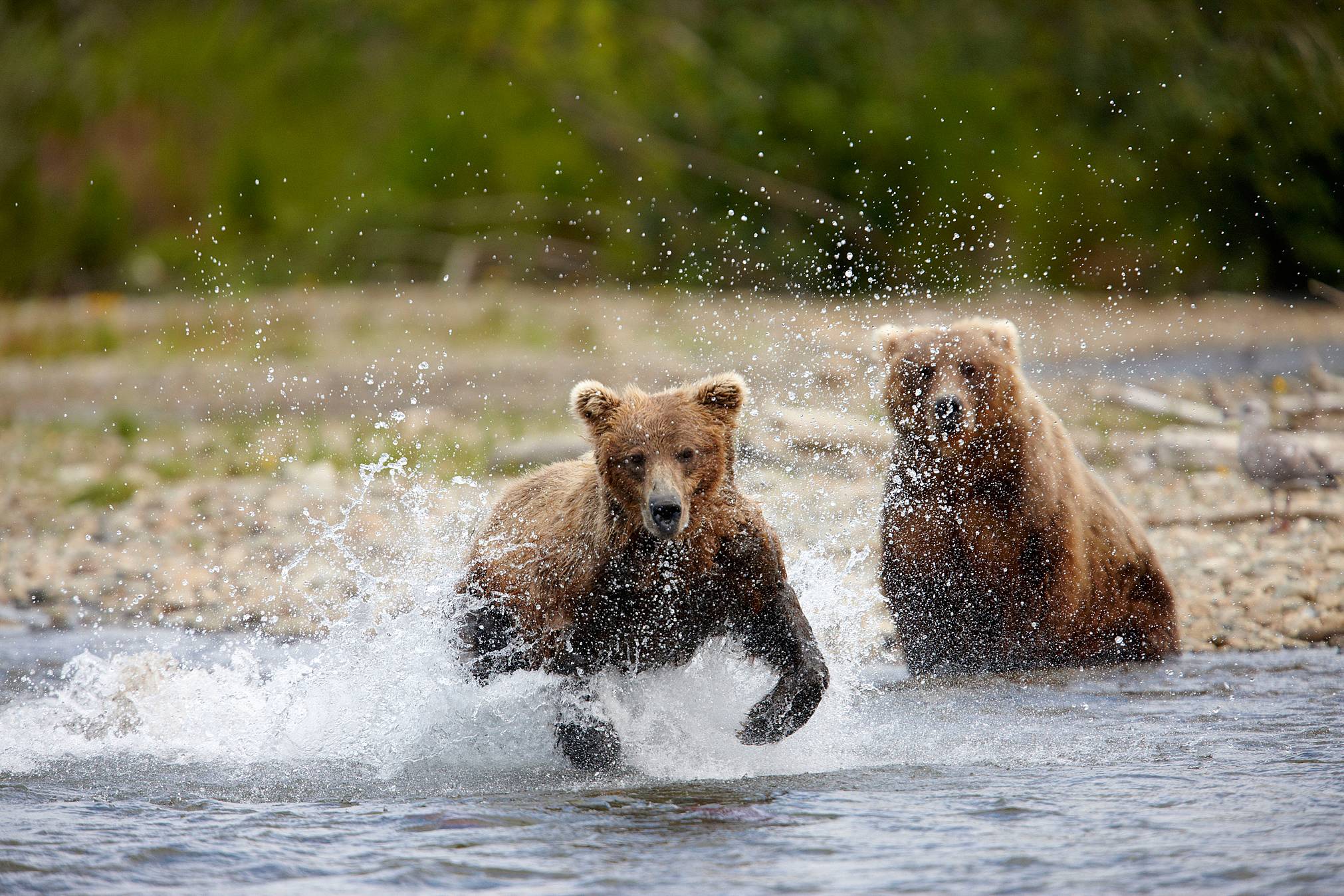 Survol en hydravion et observation des ours au Katmai National Park