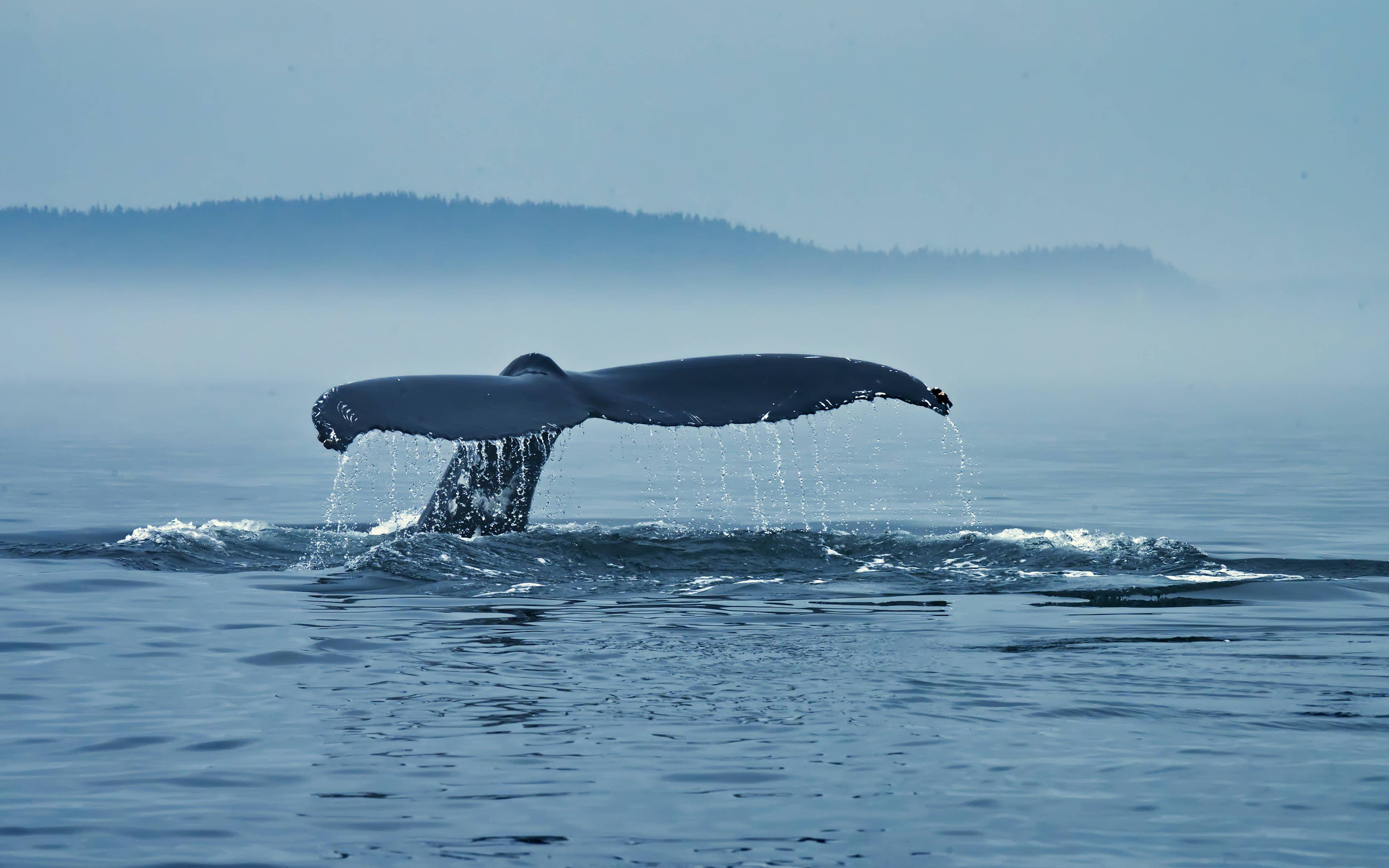 Rencontre avec les baleines de Tadoussac
