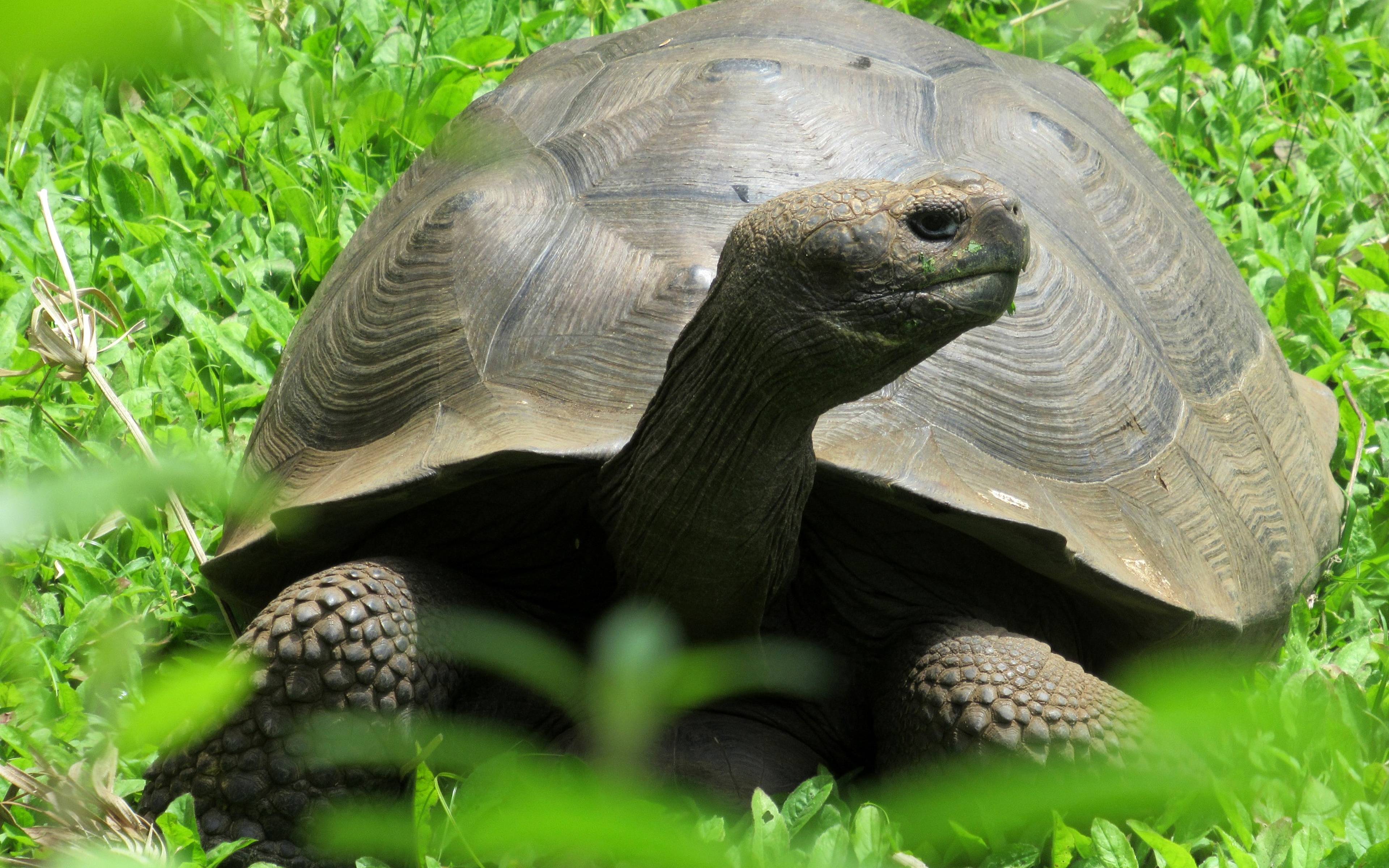 Flug auf die Galapagos Inseln und Wandern zwischen Riesenschildkröten 