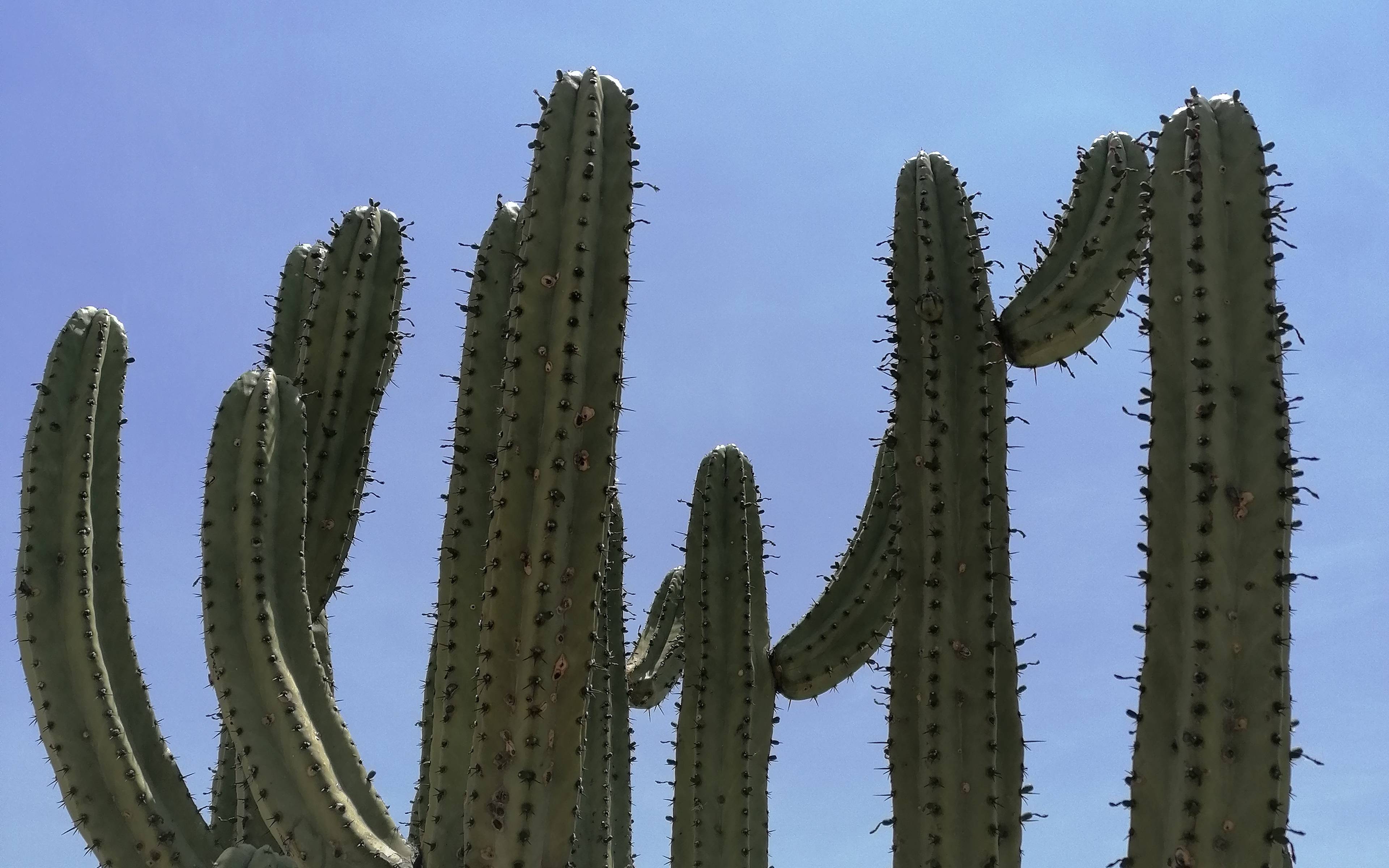 Arriva nello stato di Oaxaca e cammina in una foresta di Cactus