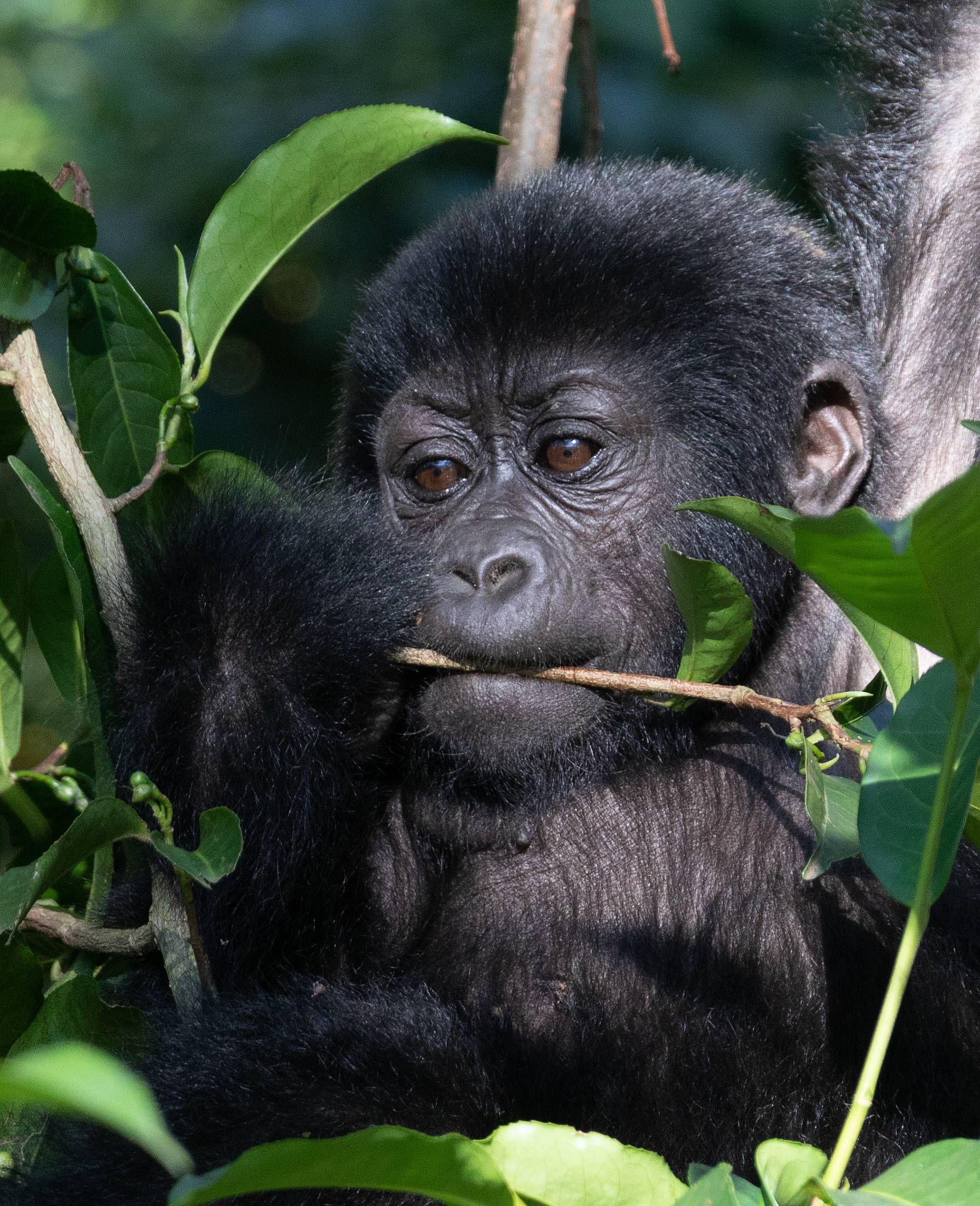 Gorilla trekking e trasferimento a Kisoro