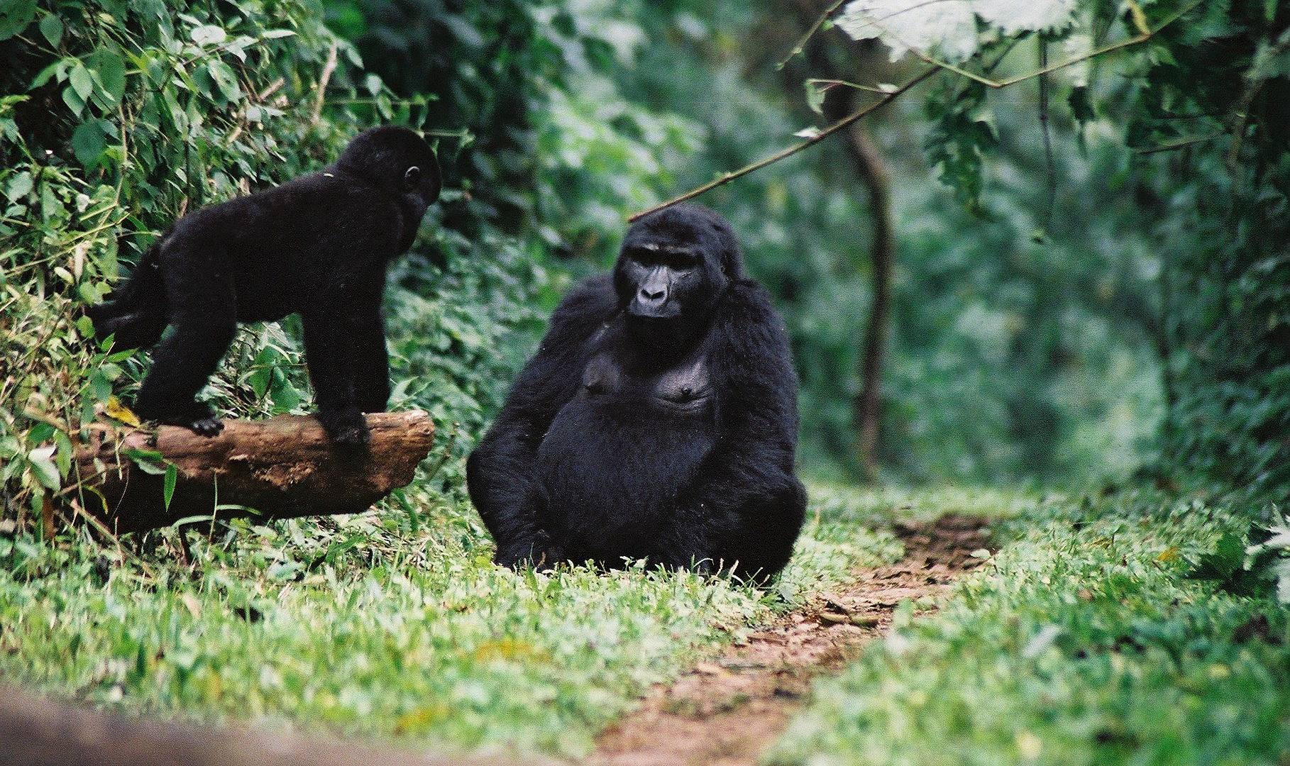 Primates et safaris