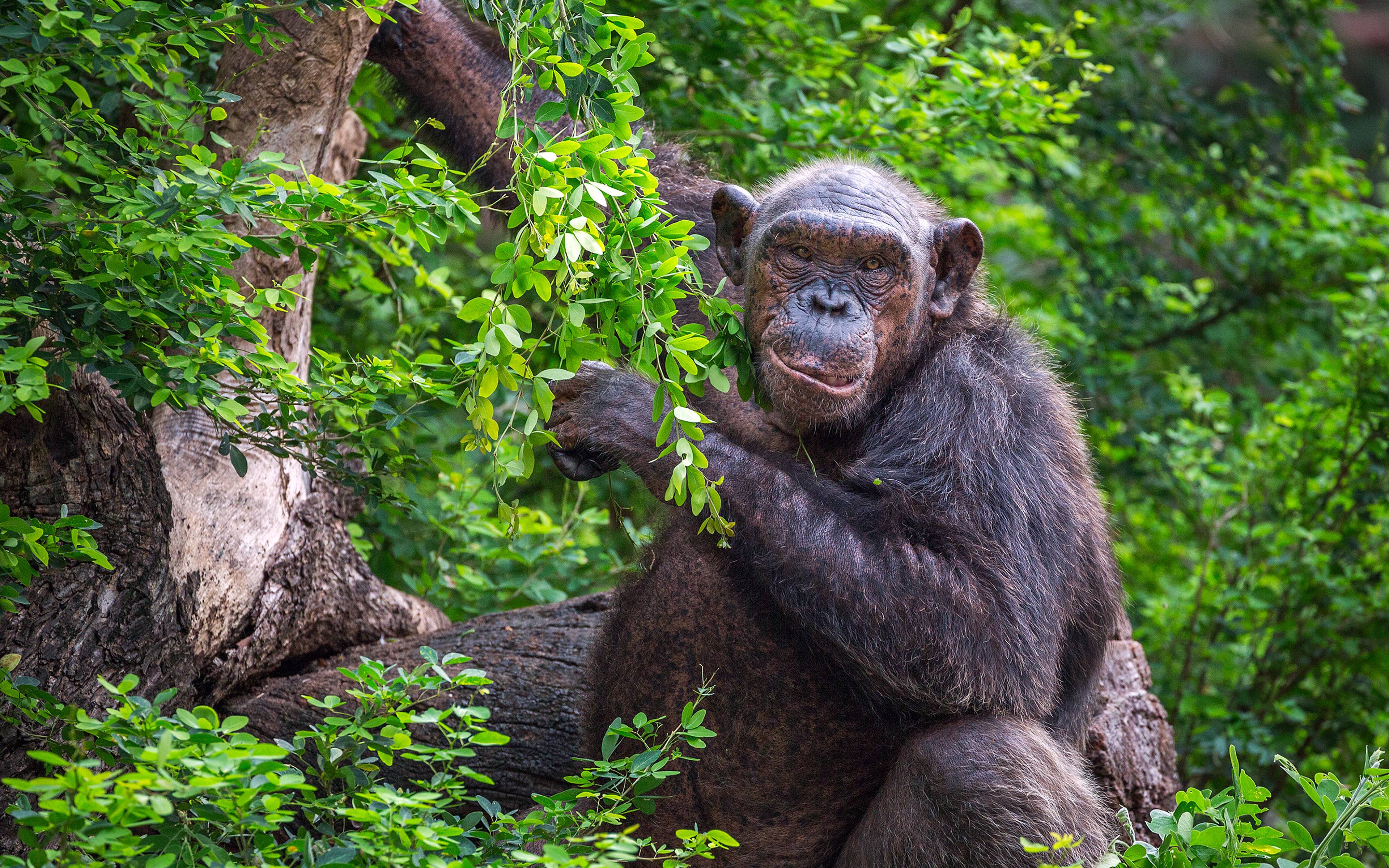 Cercando gli scimpanzé nel loro abitato naturale