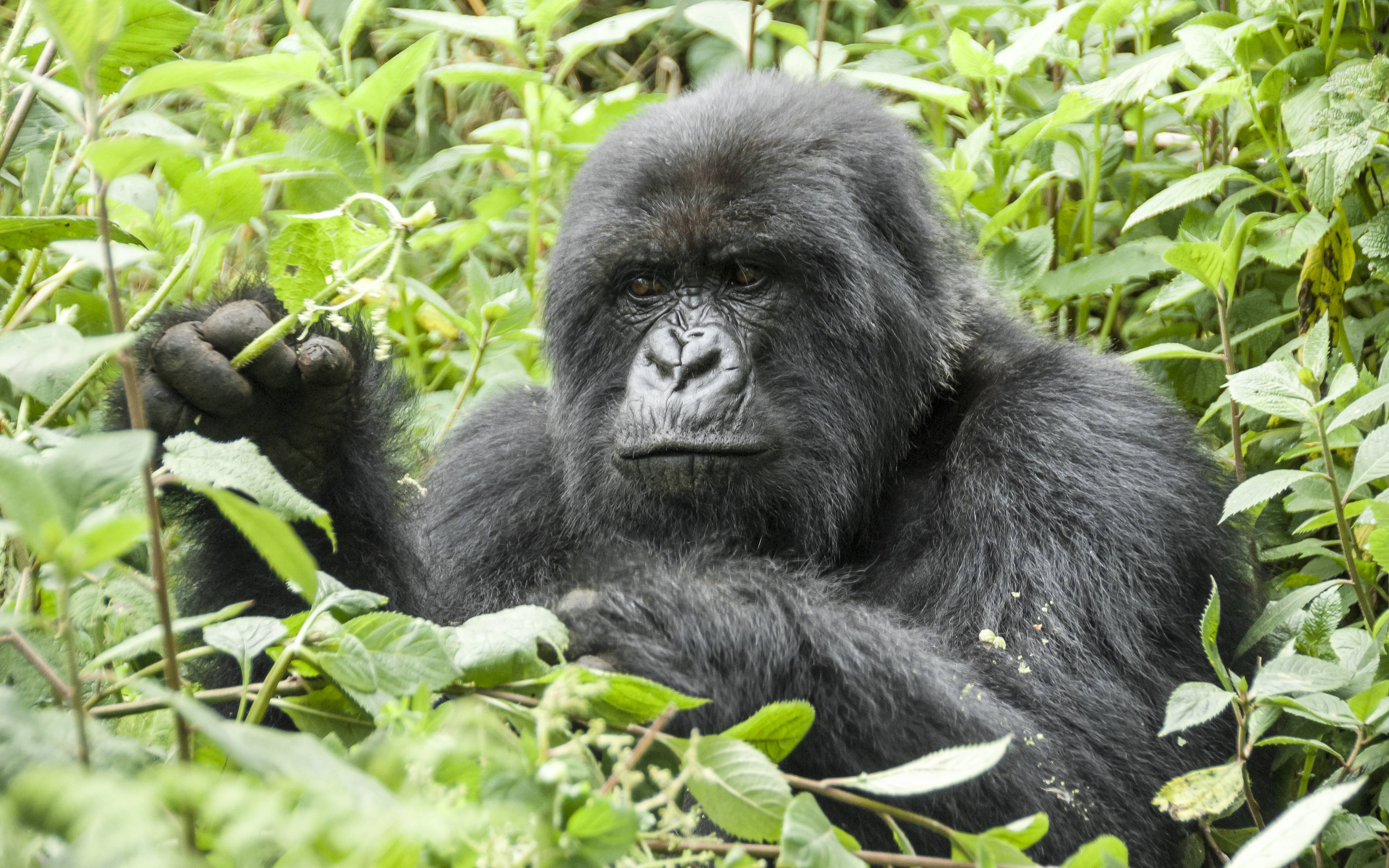 Avventure durante il gorilla trekking