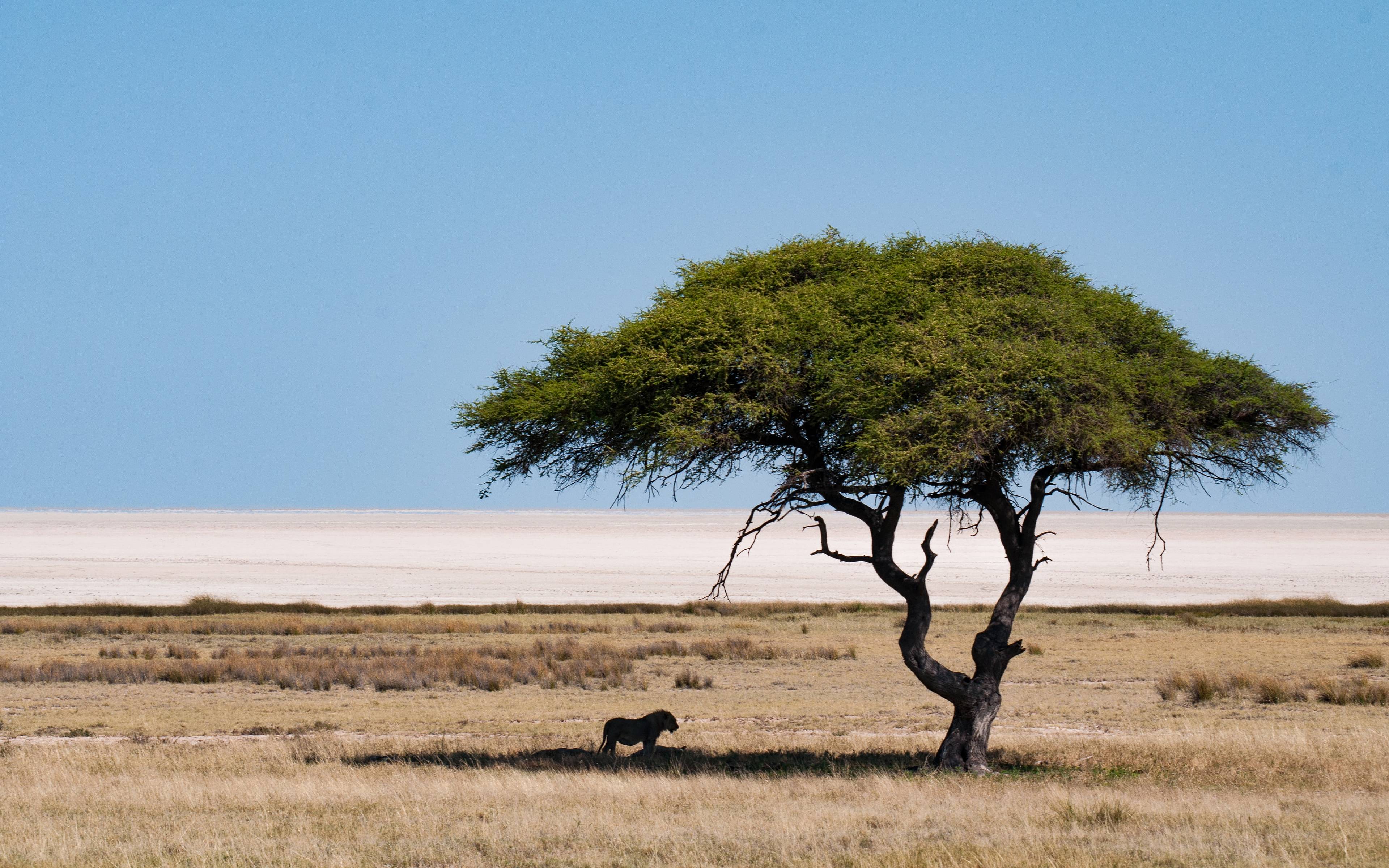Safari entre plaines et savanes dans le parc d'Etosha 